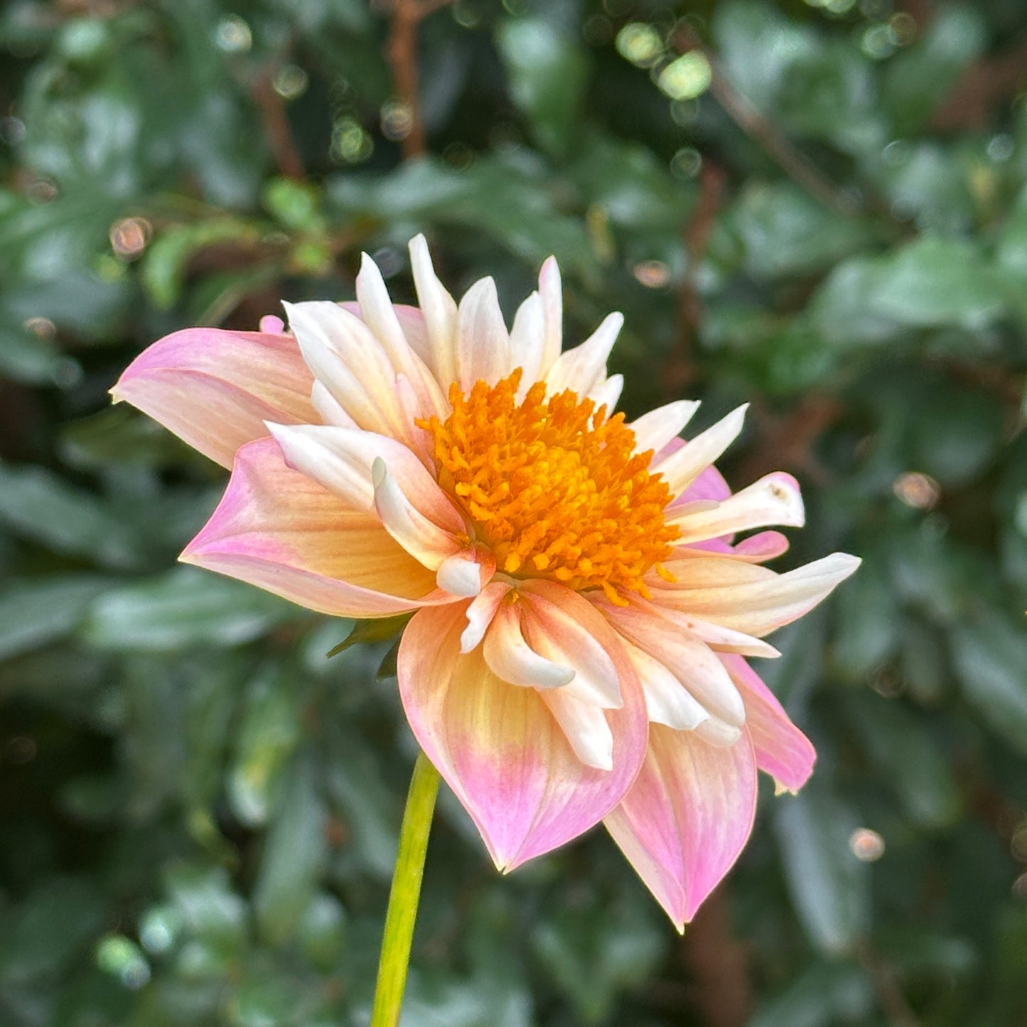 Pepita Pink Dahlia (Limit 1 p.p)