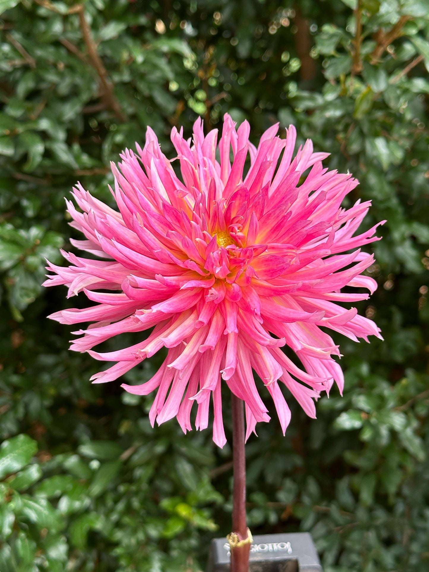 Hollyhill Cotton Candy Dahlia Tuber