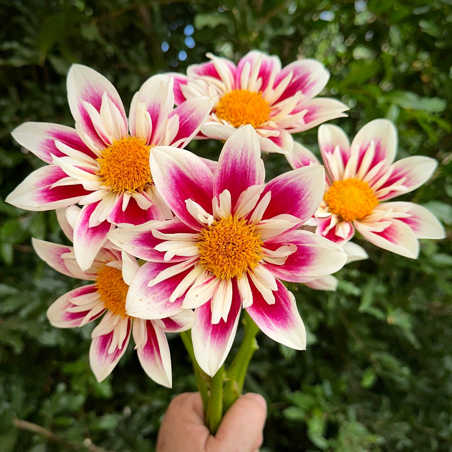 Fashion Monger Dahlia Tuber