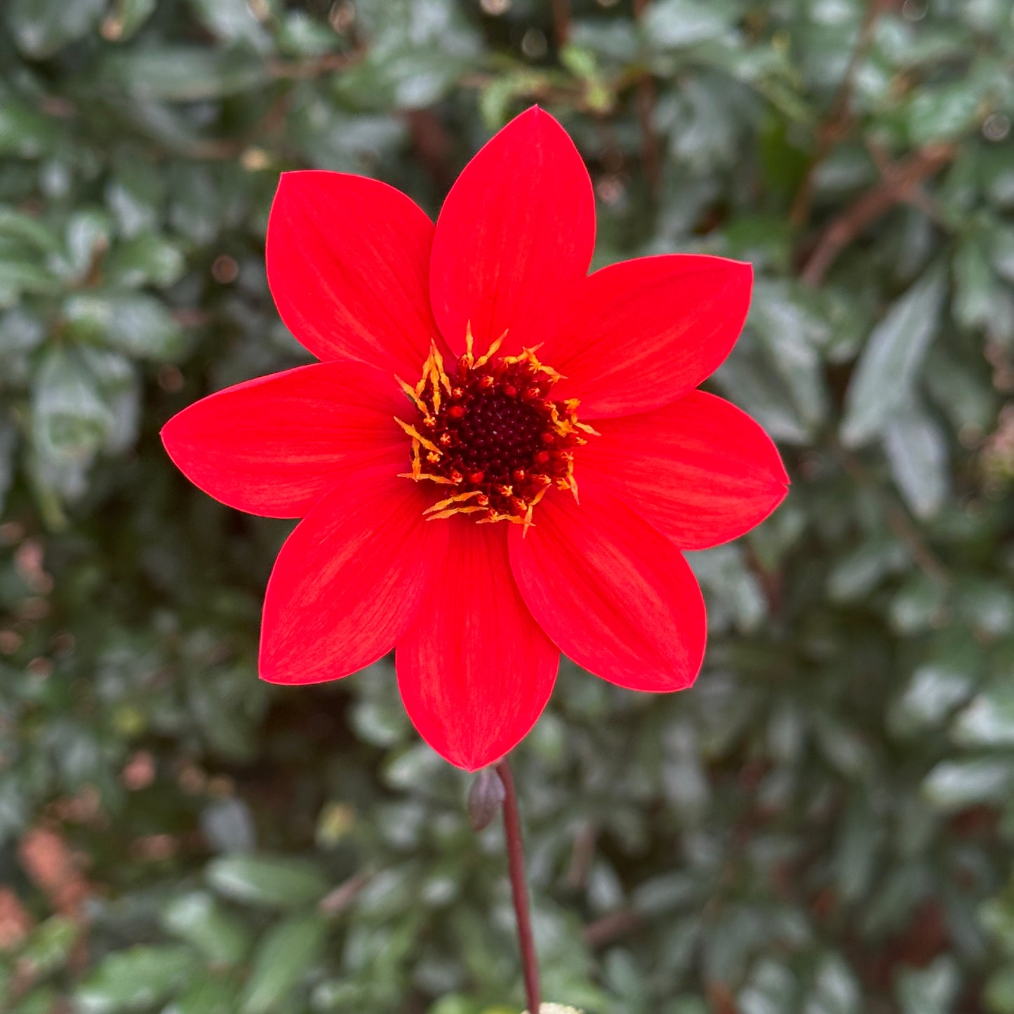 Bishop's of Llandaff Dahlia Tuber