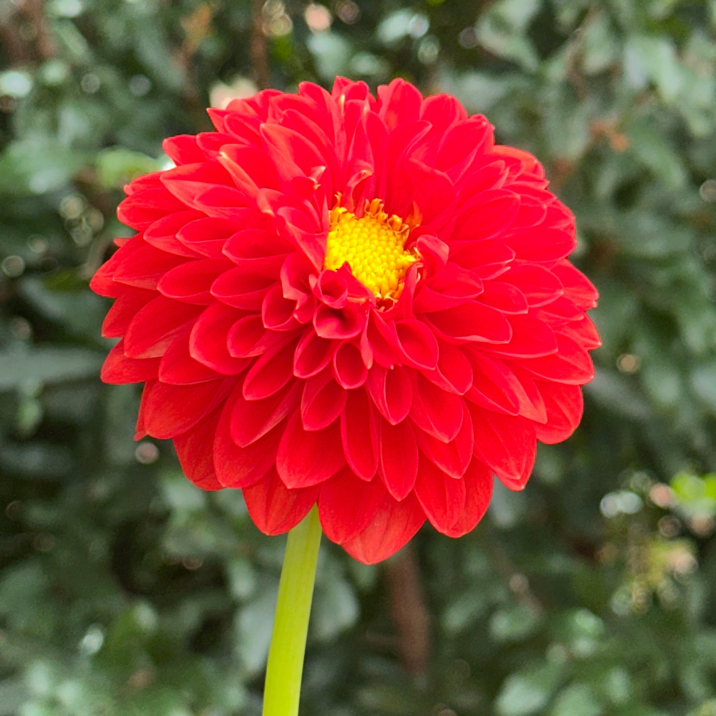 Happy Halloween Dahlia Tuber