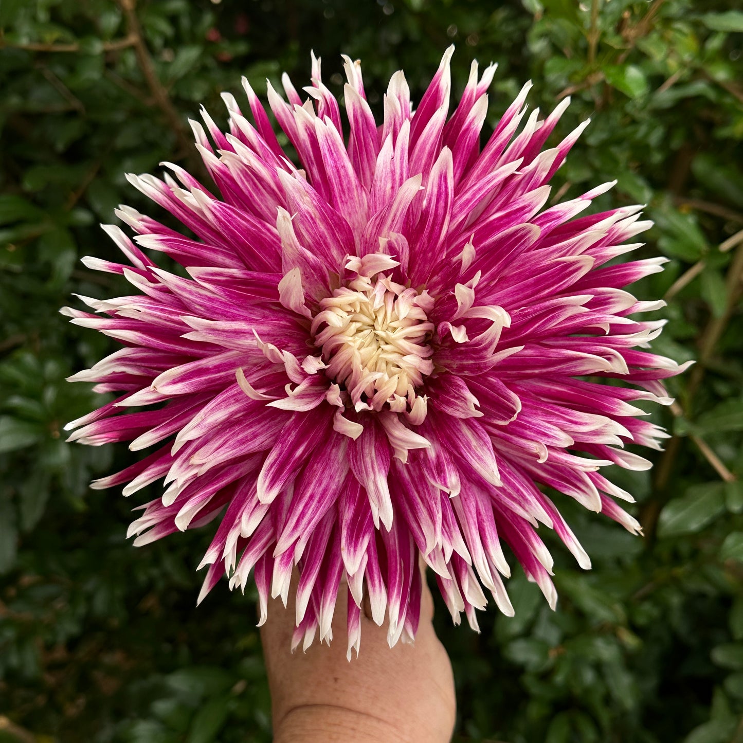 Vancouver Dahlia Tuber