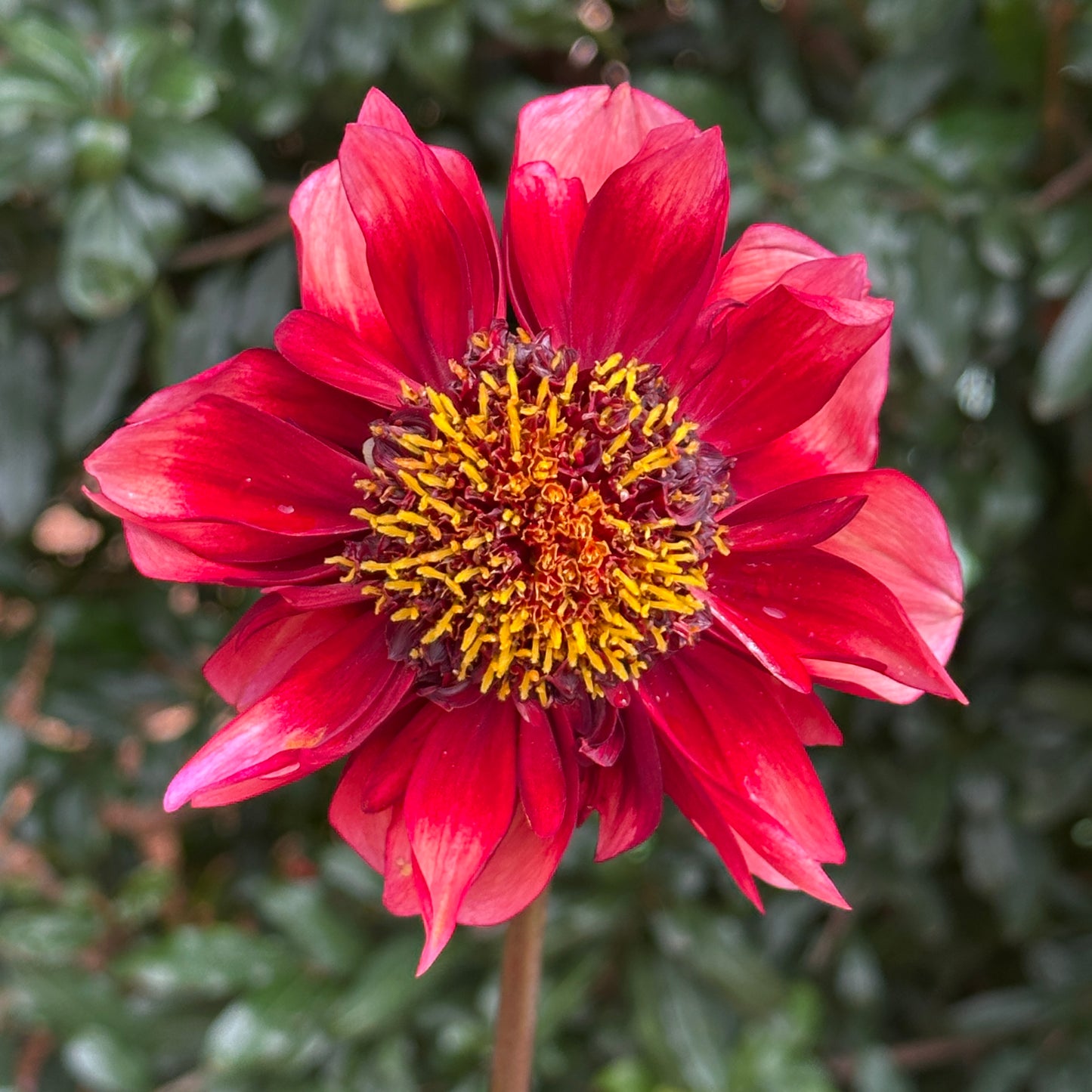Sarah Raven Dahlia (Limit 1 p.p)