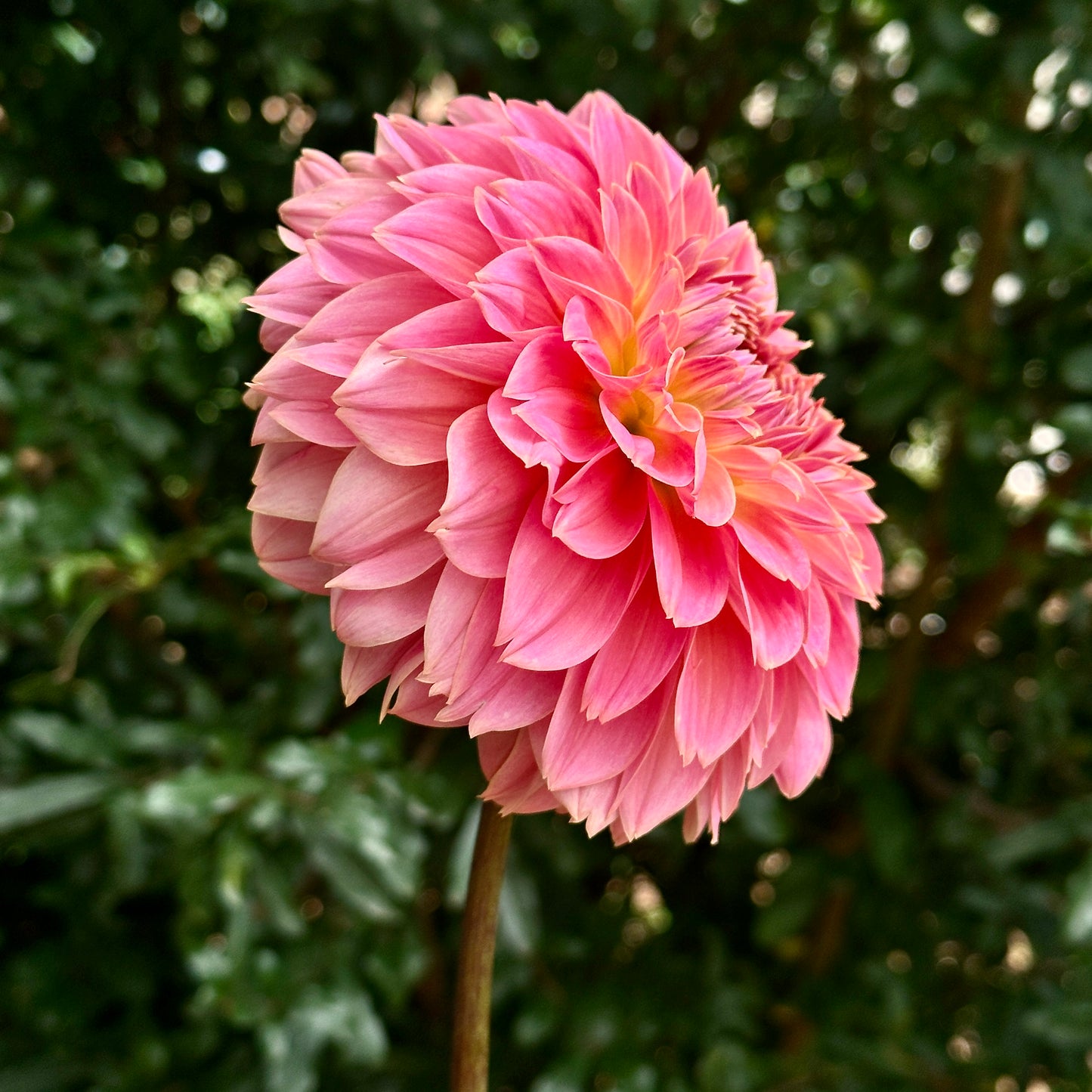 Navah Pretty Coral Dahlia Tuber