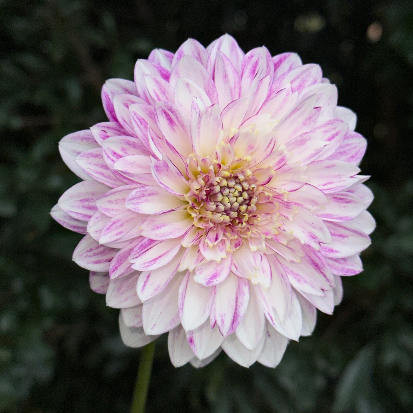 Que Serra Dahlia Tuber