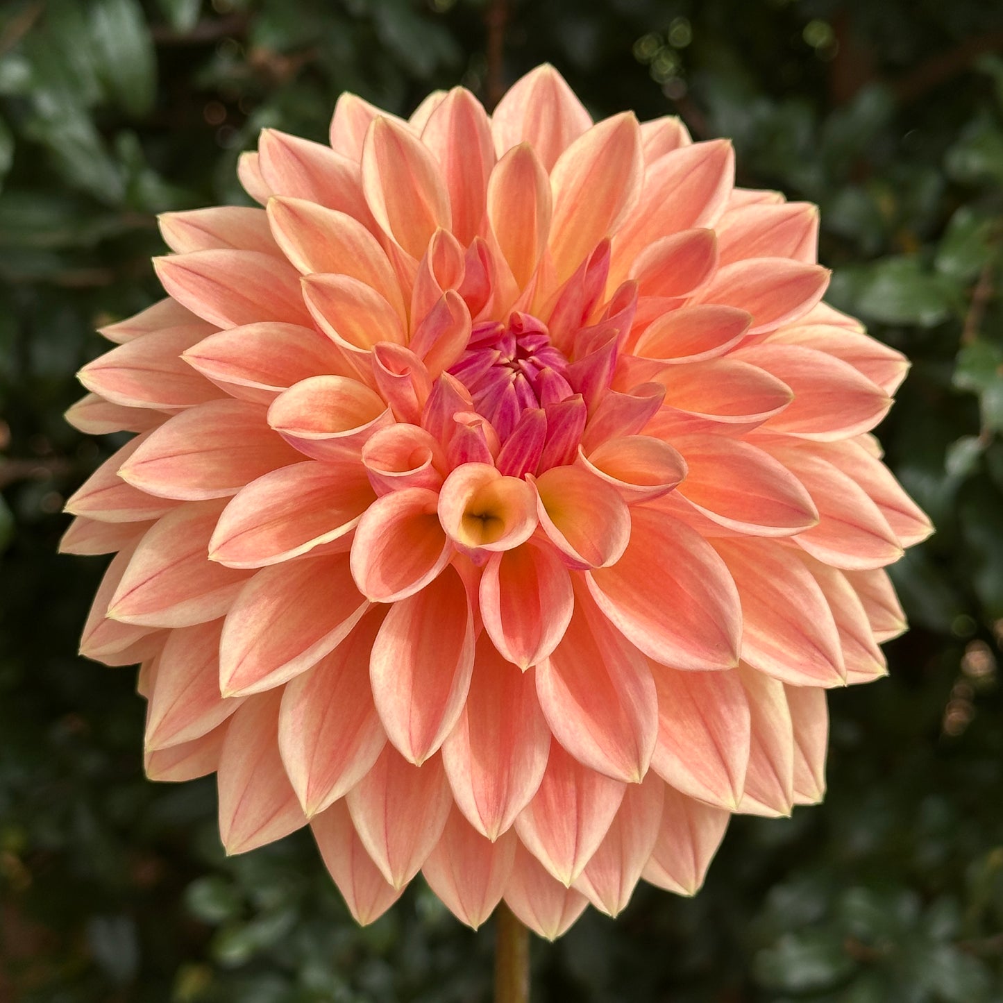 Bloomquist Alan Dahlia (Limit 1 p.p)