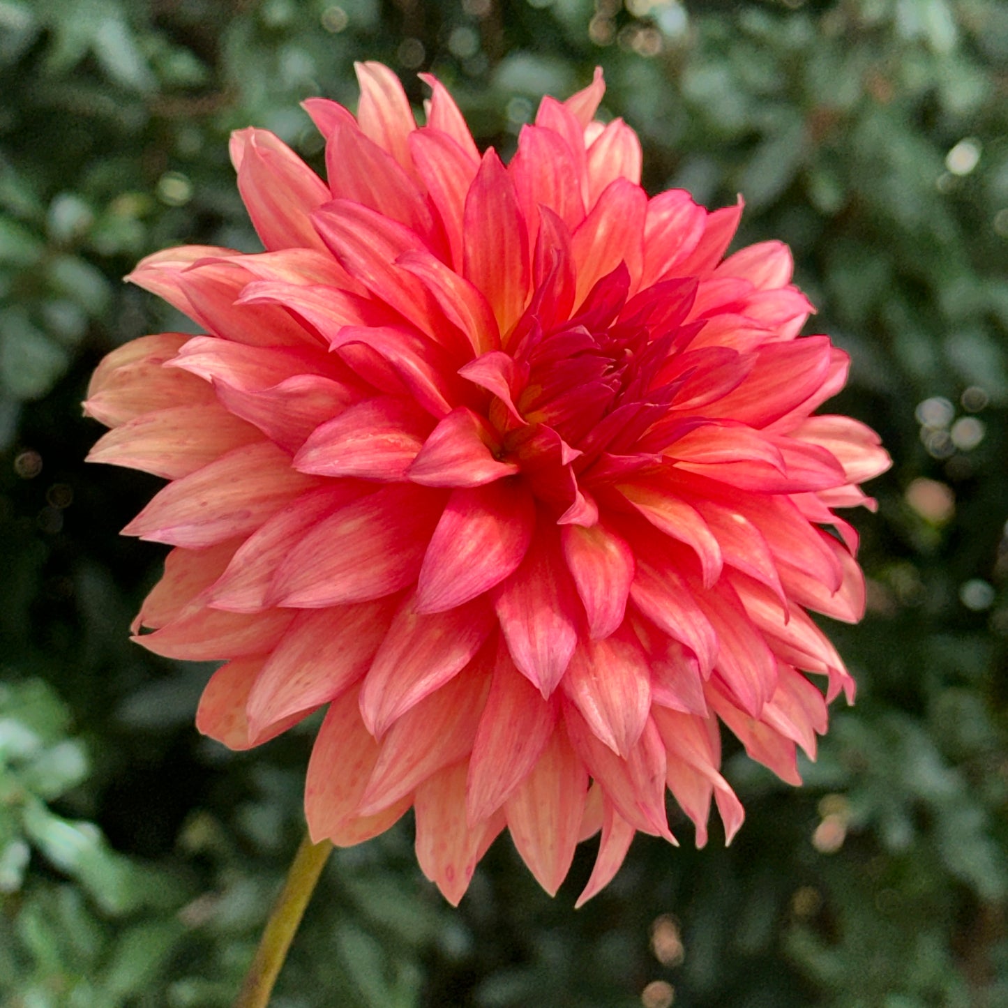 Autumn Fairy Dahlia Tuber