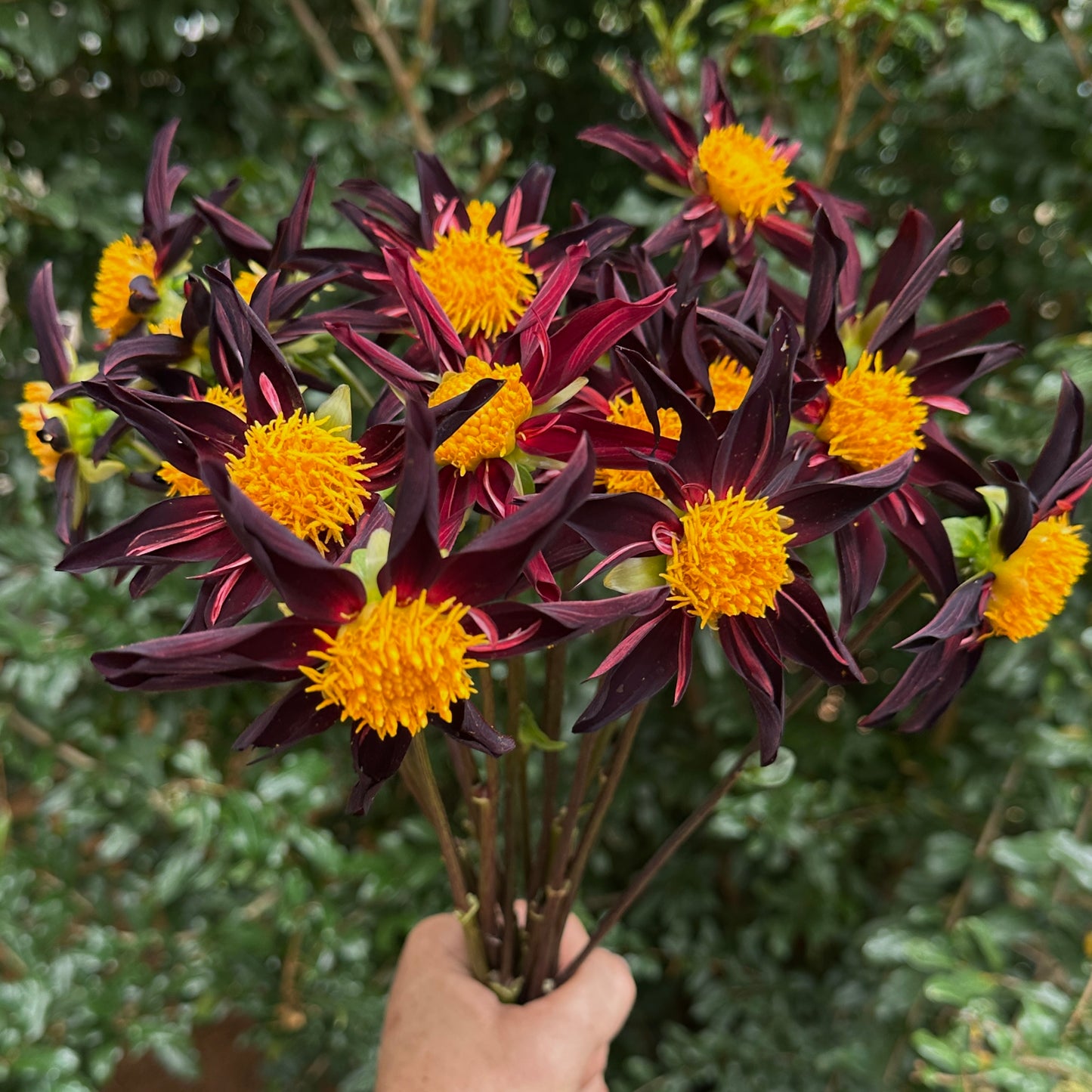 Verrone's Obsidian Dahlia Tuber