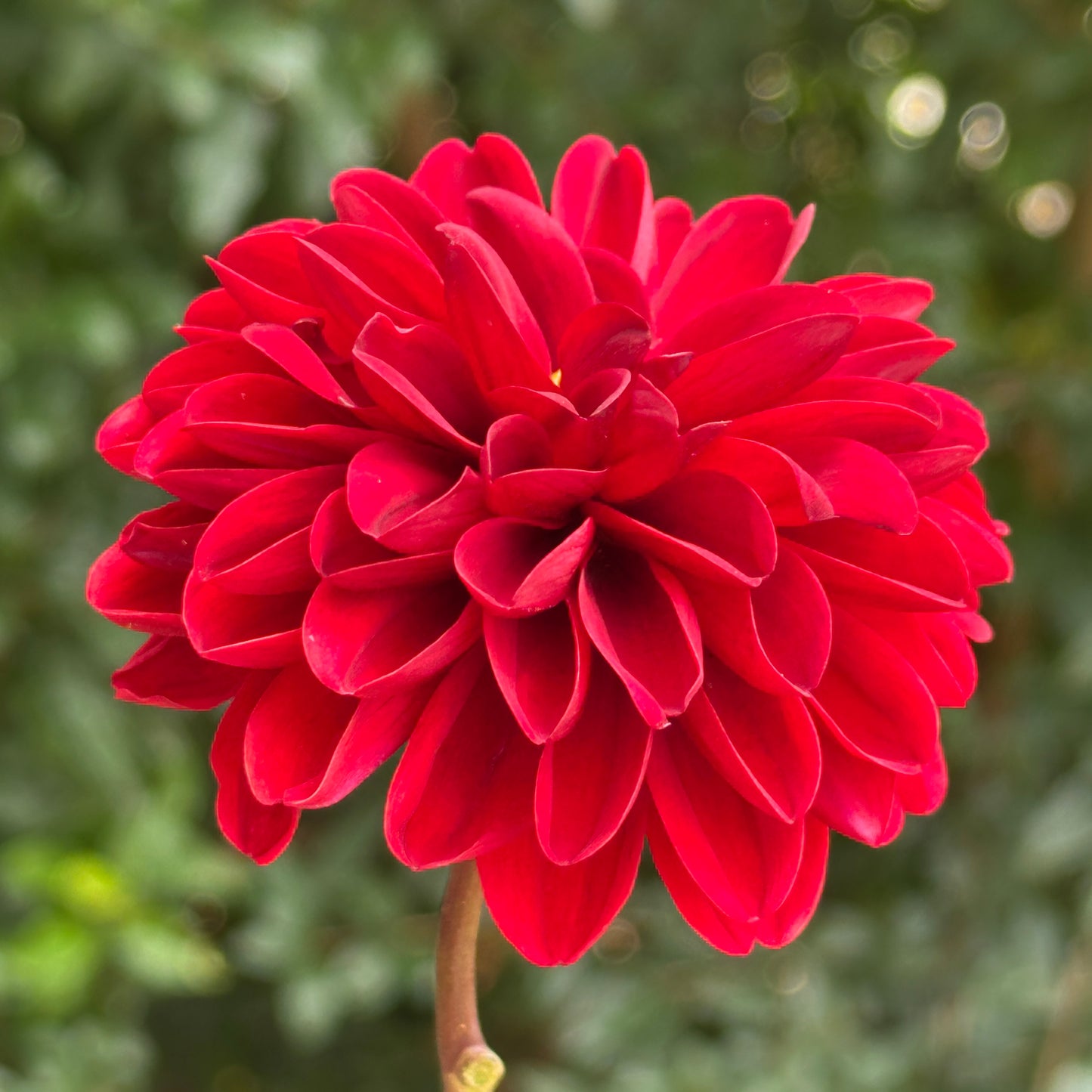 Dalaya Goa Dahlia Tuber