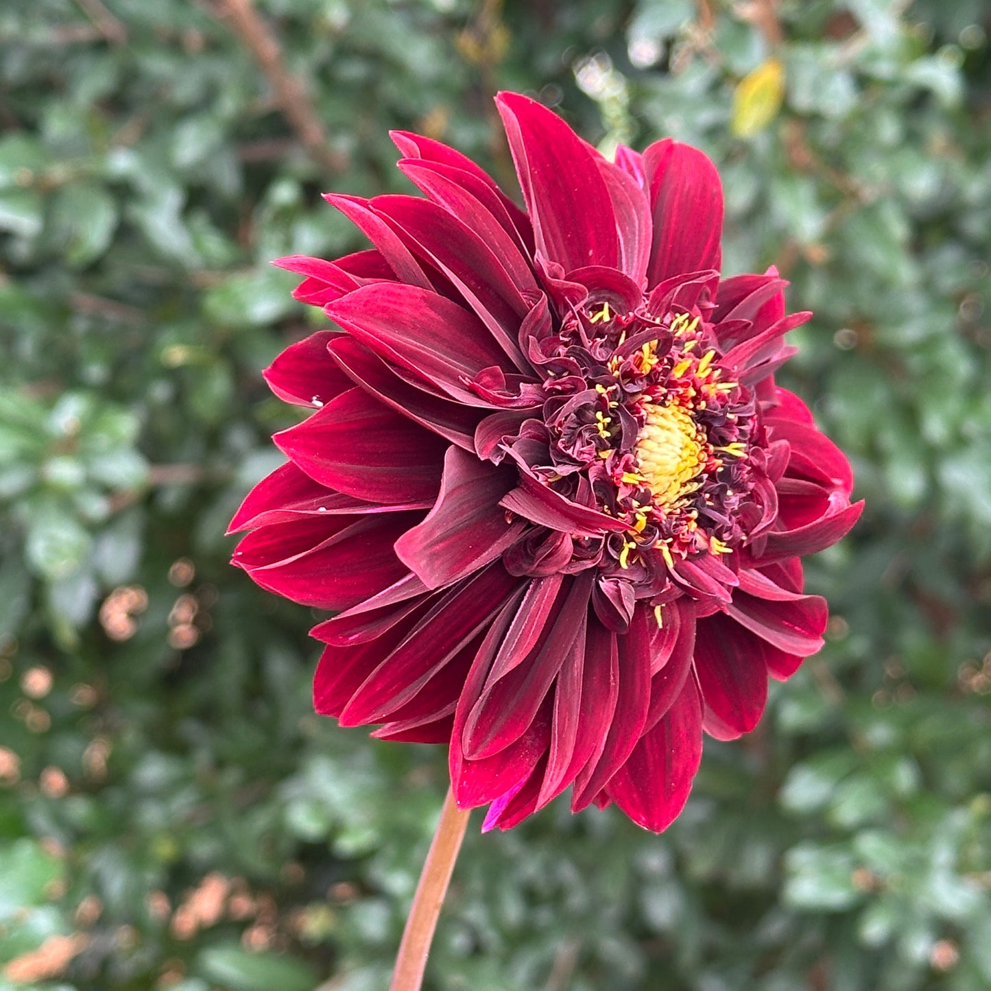 Soulman Dahlia Tuber