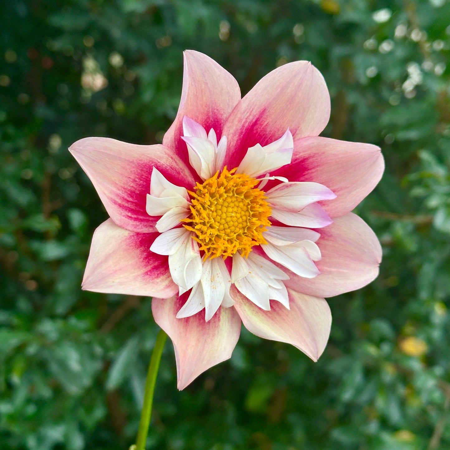 Rhubarb & Custard Dahlia (Limit 1 p.p)