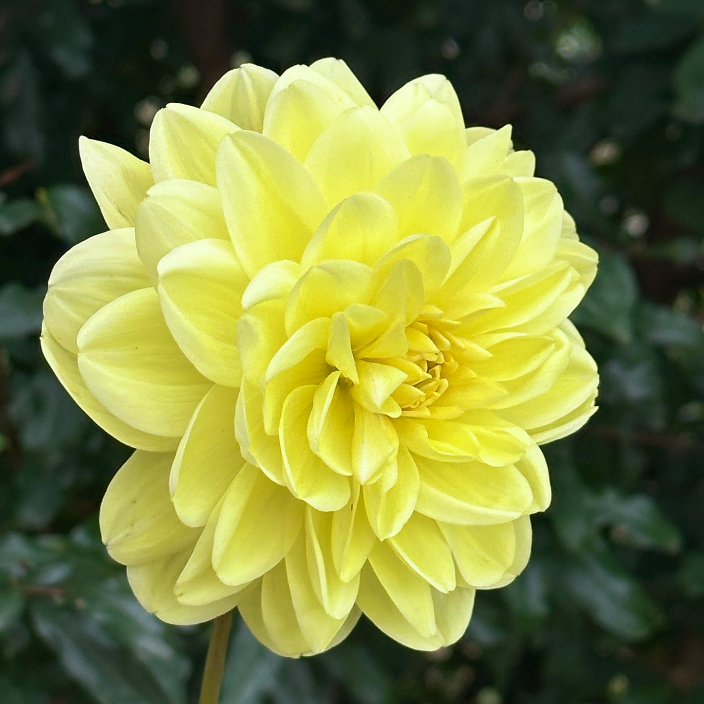 Glorie Van Heemstede Dahlia Tuber