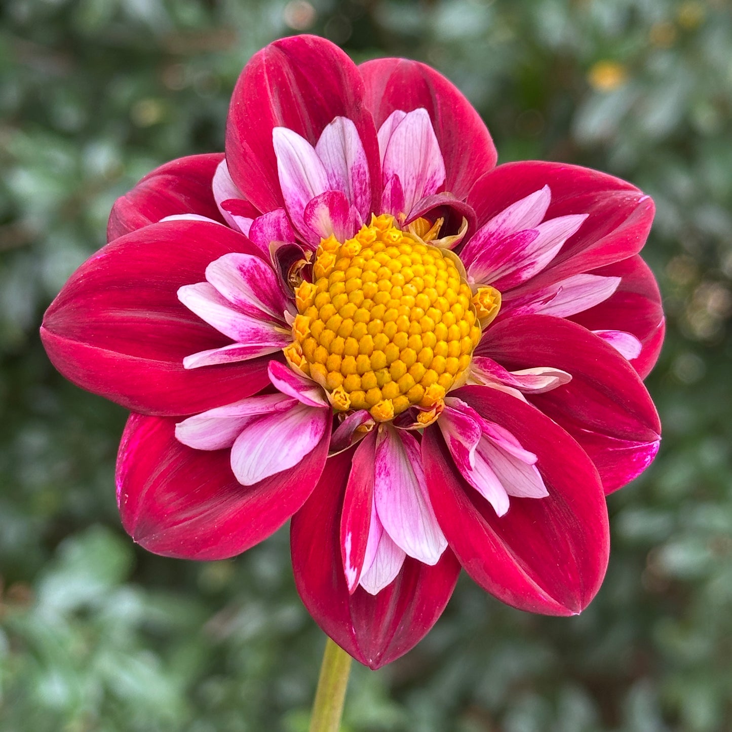 Joyful Investment Dahlia Tuber