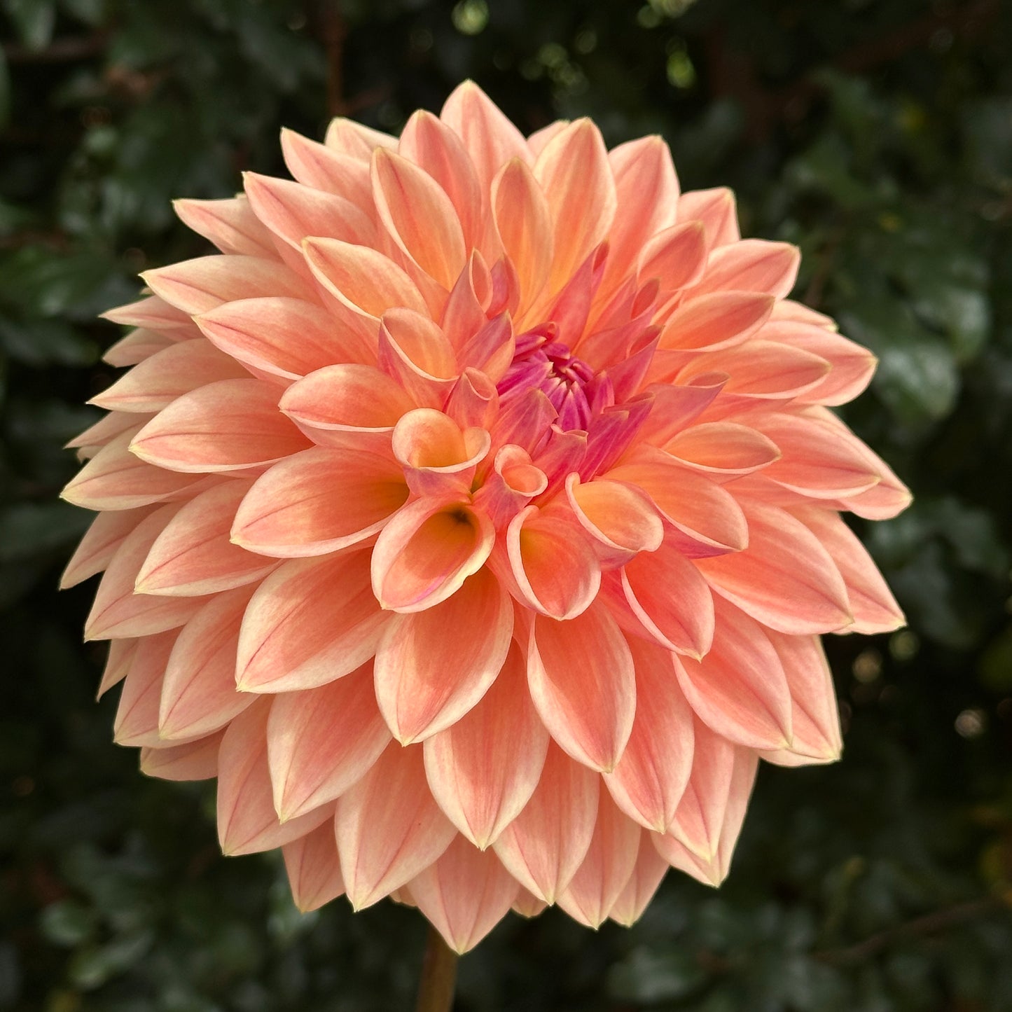 Bloomquist Alan Dahlia (Limit 1 p.p)