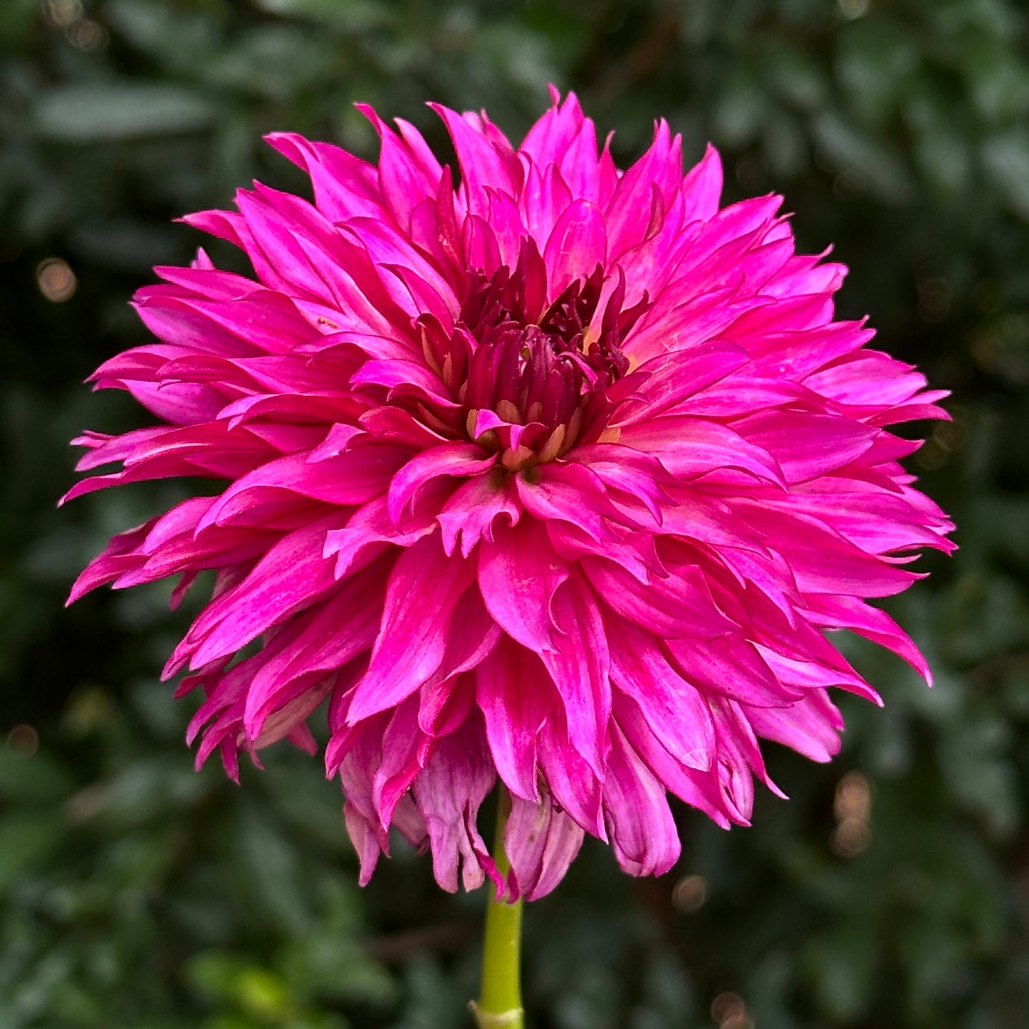 Gallery Art Nouveau Dahlia Tuber