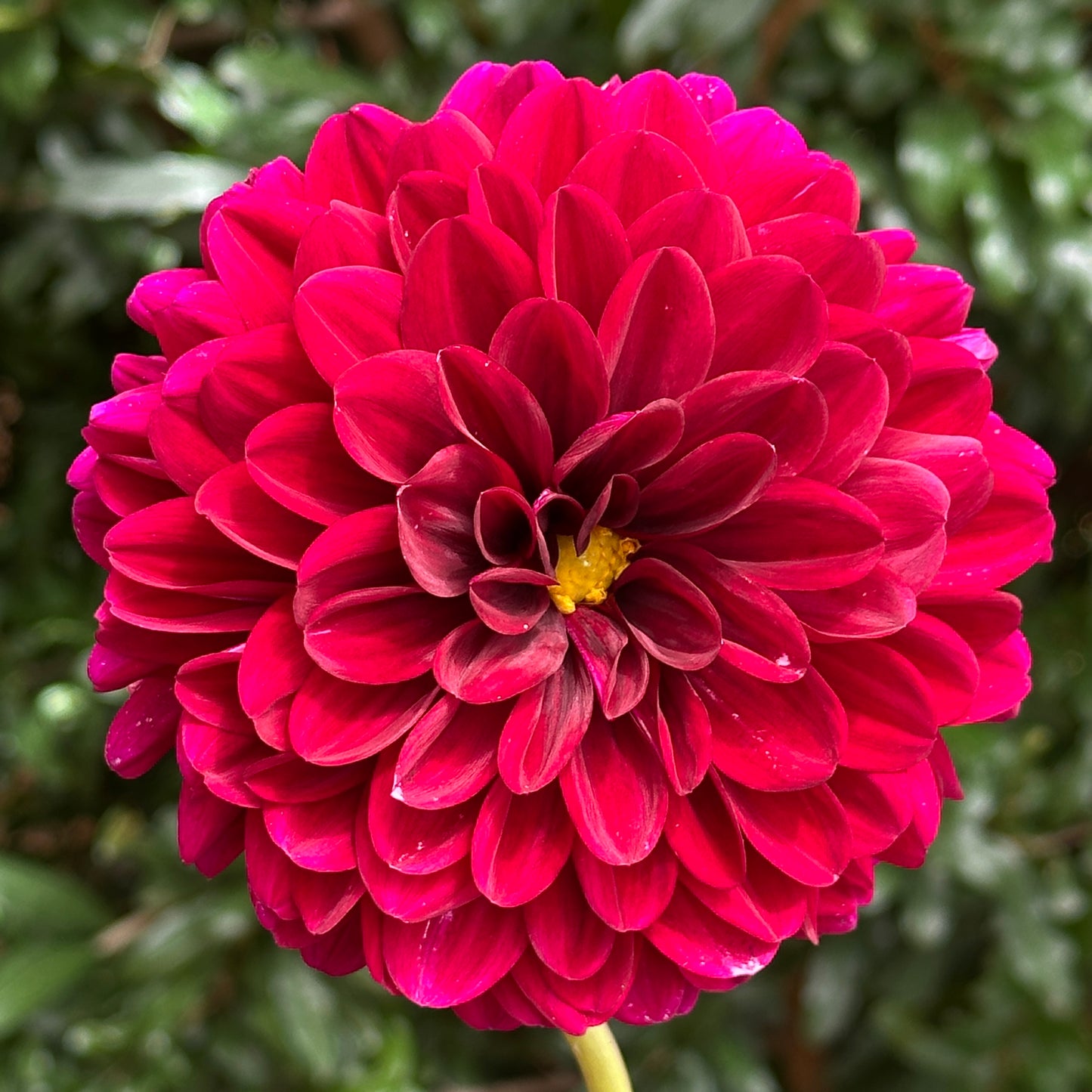 Karma Naomi Dahlia Tuber