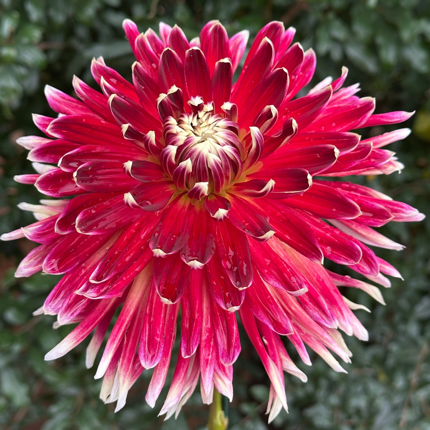 Akita Dahlia Tuber