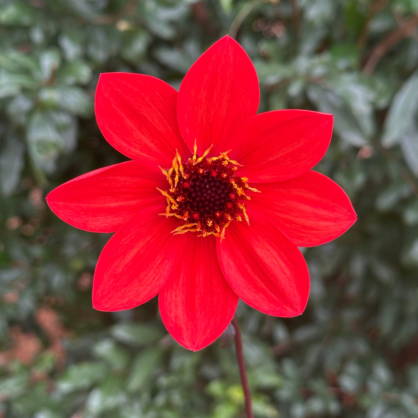 Bishop's of Llandaff Dahlia Tuber