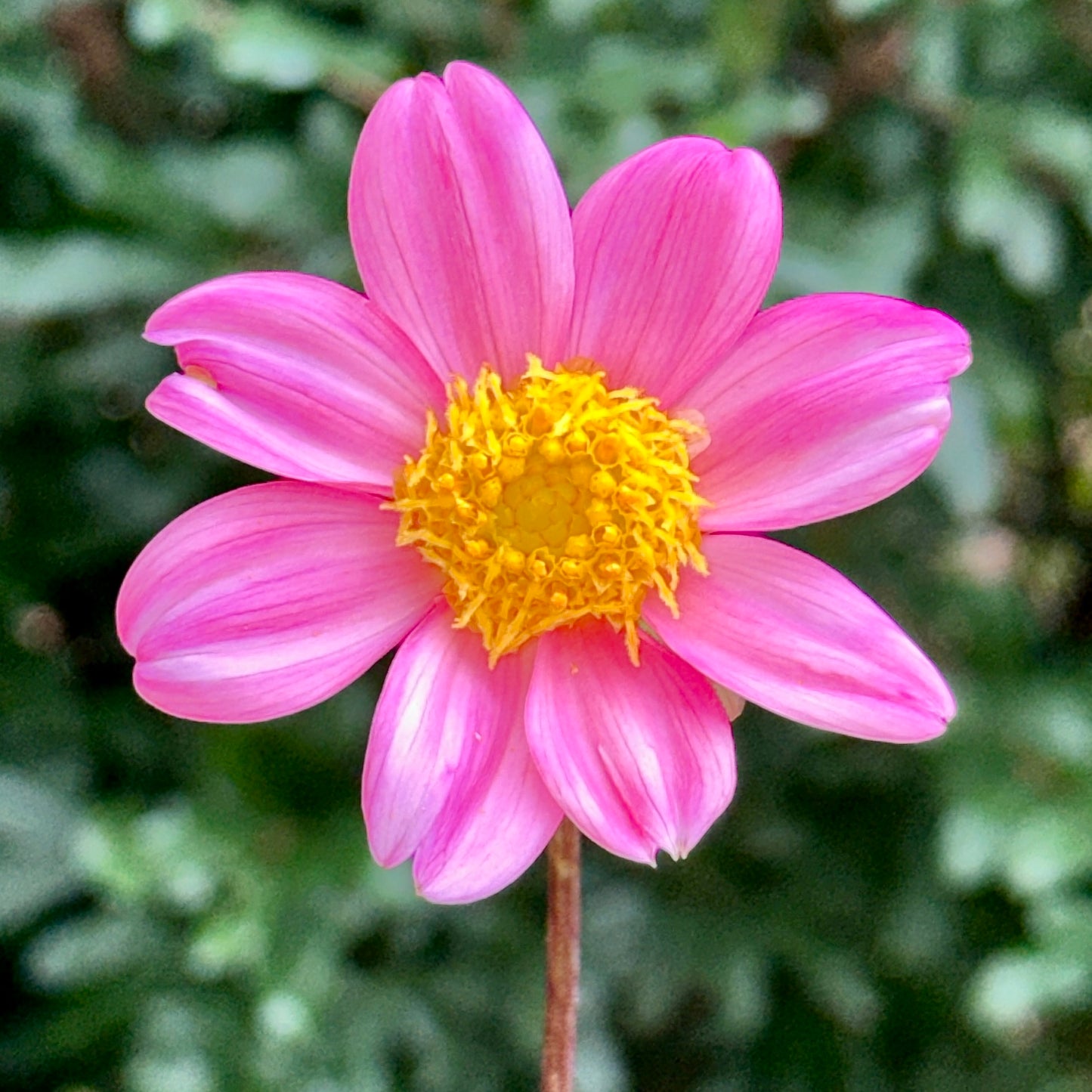 Topmix Rose Dahlia Tuber