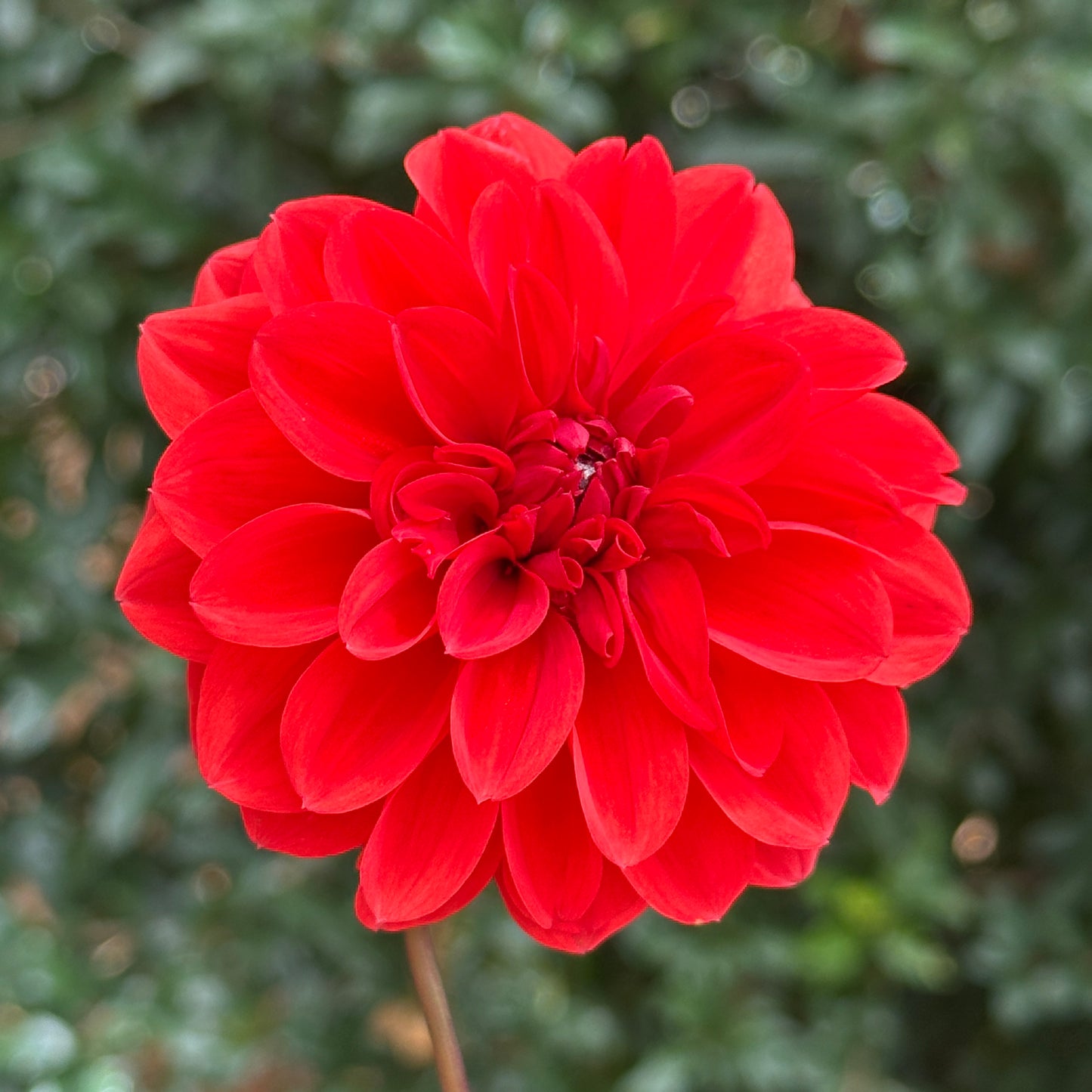 Ellen Houston Dahlia Tuber