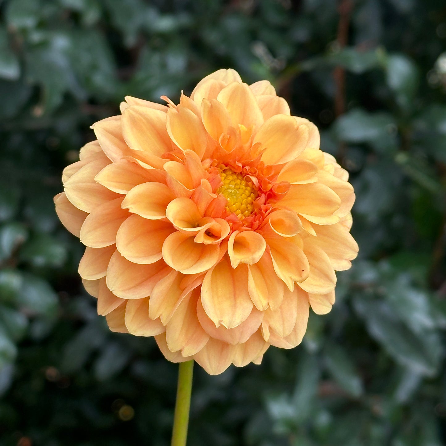 Golden Scepter Dahlia Tuber