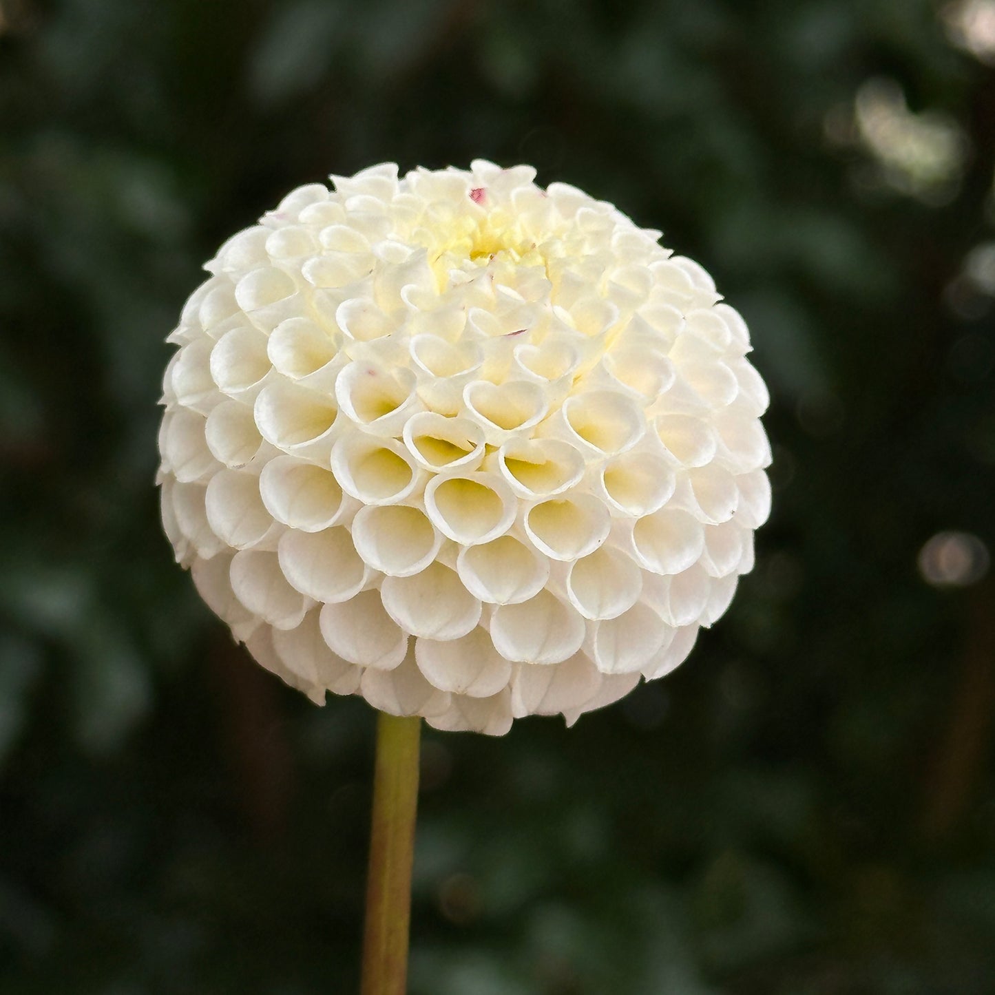 Small World Dahlia Tuber