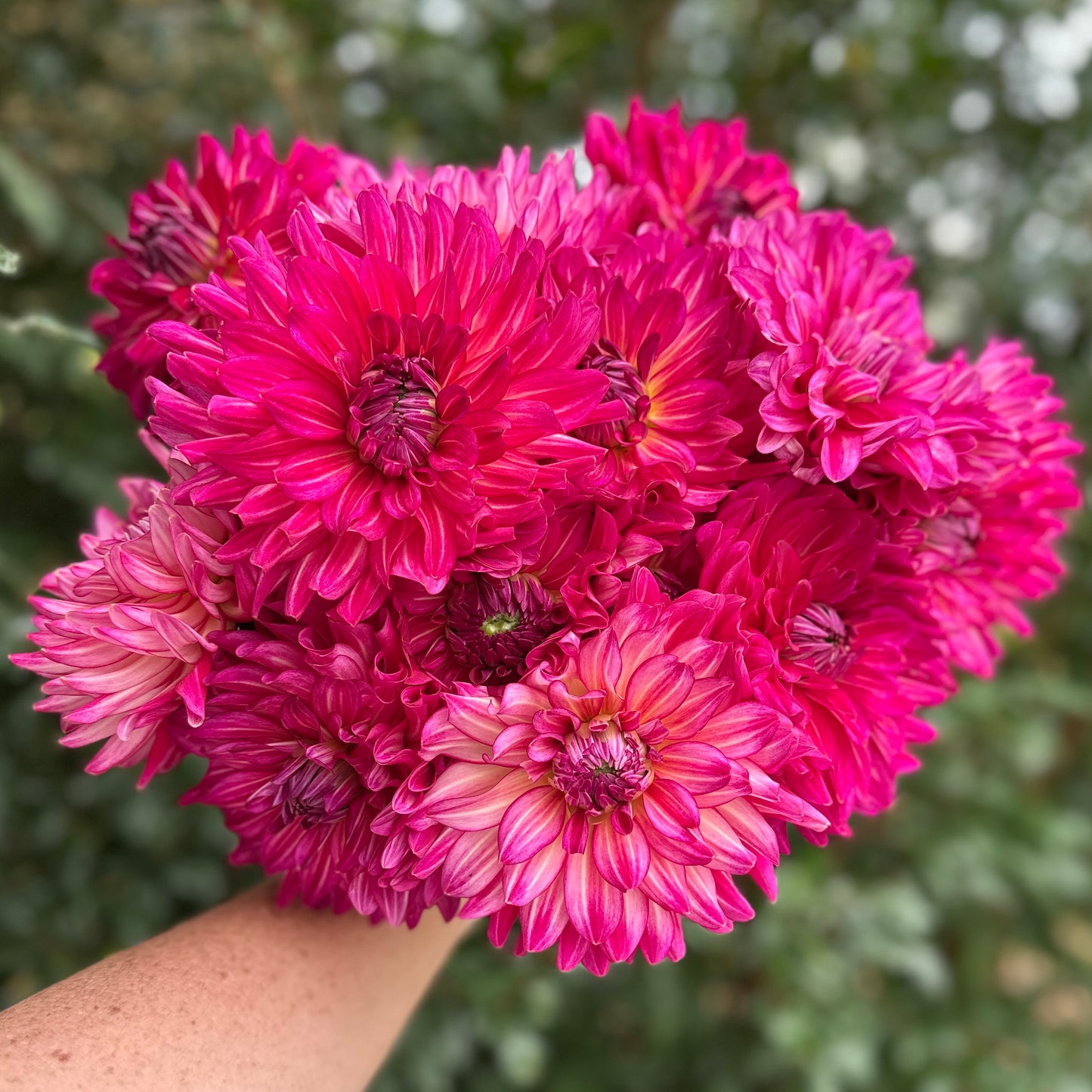 Pinkie Swear Dahlia Tuber