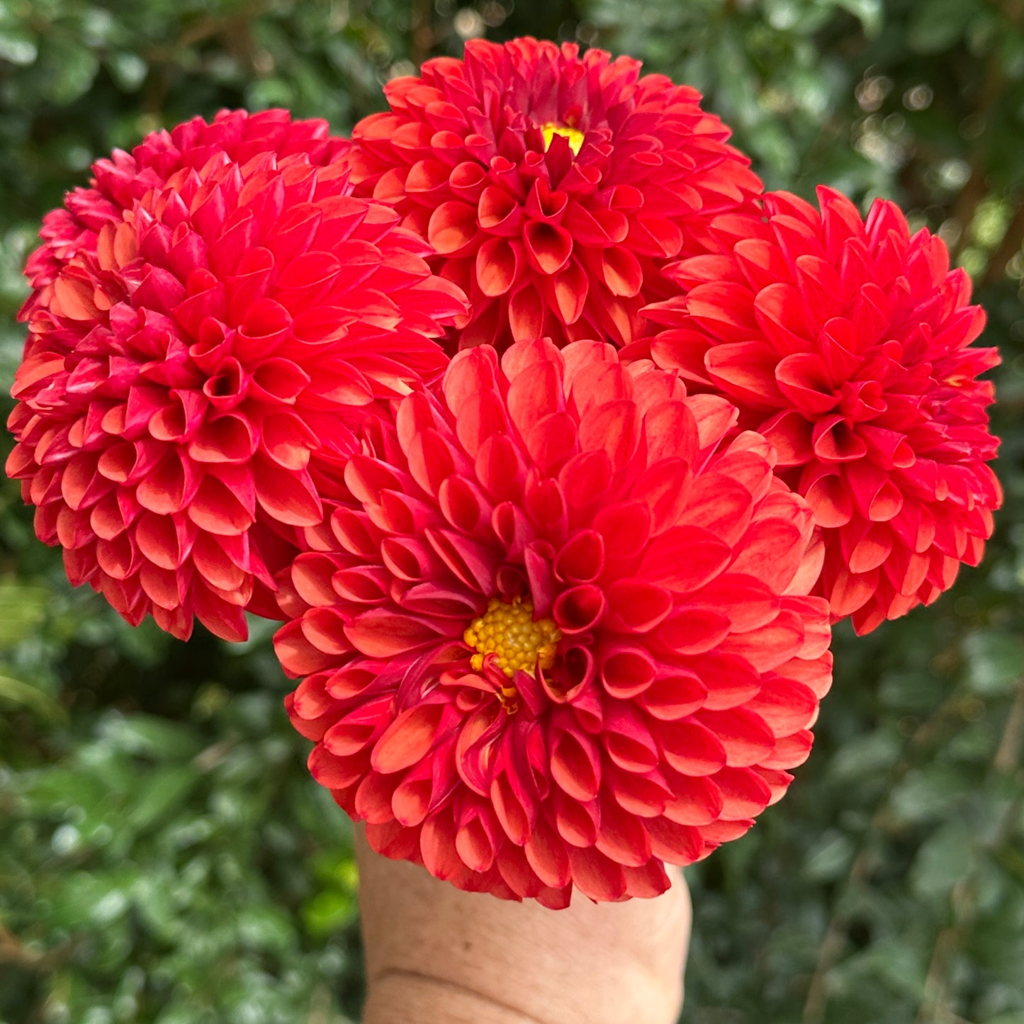 Brown Sugar Dahlia Tuber