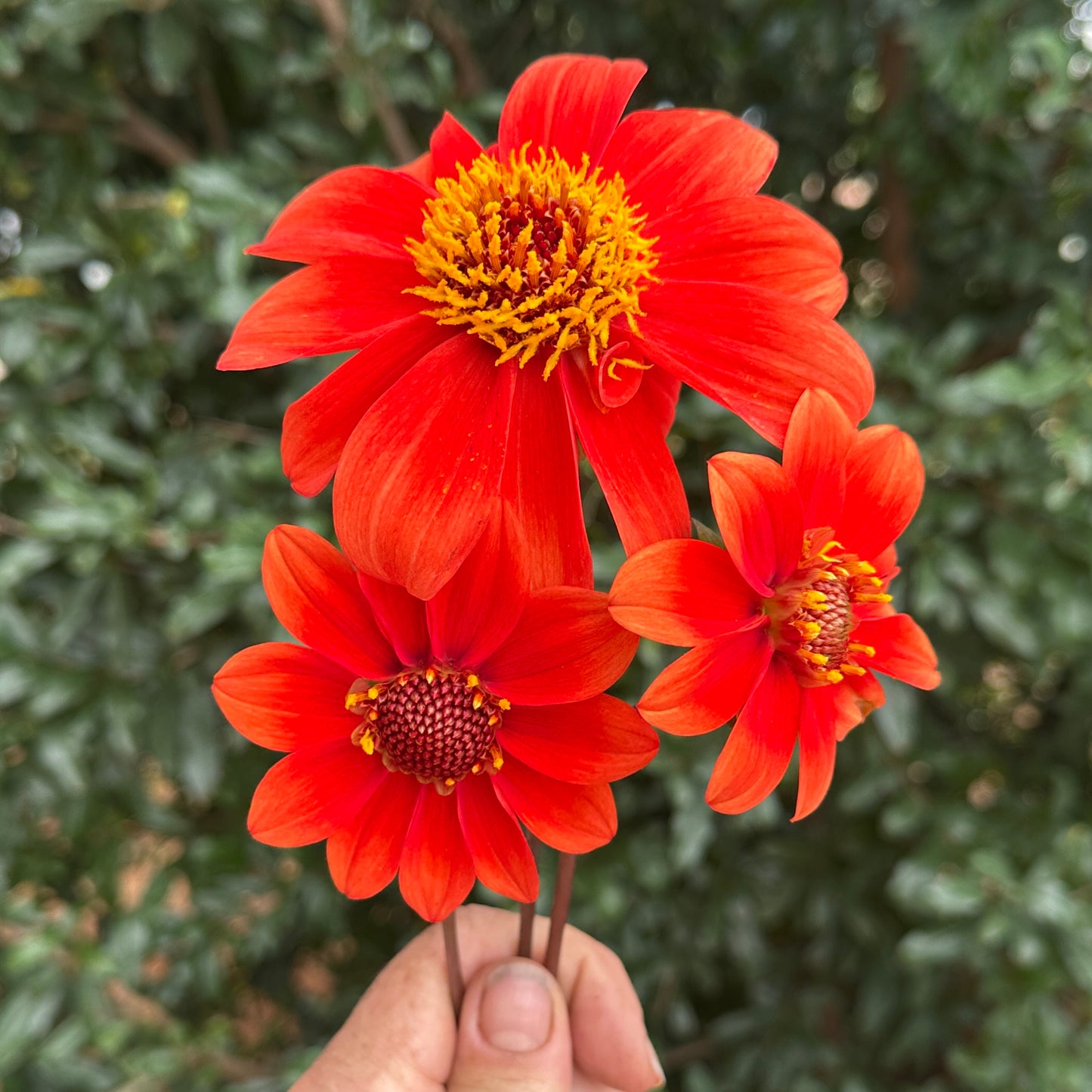 Bishop's of C Dahlia Tuber