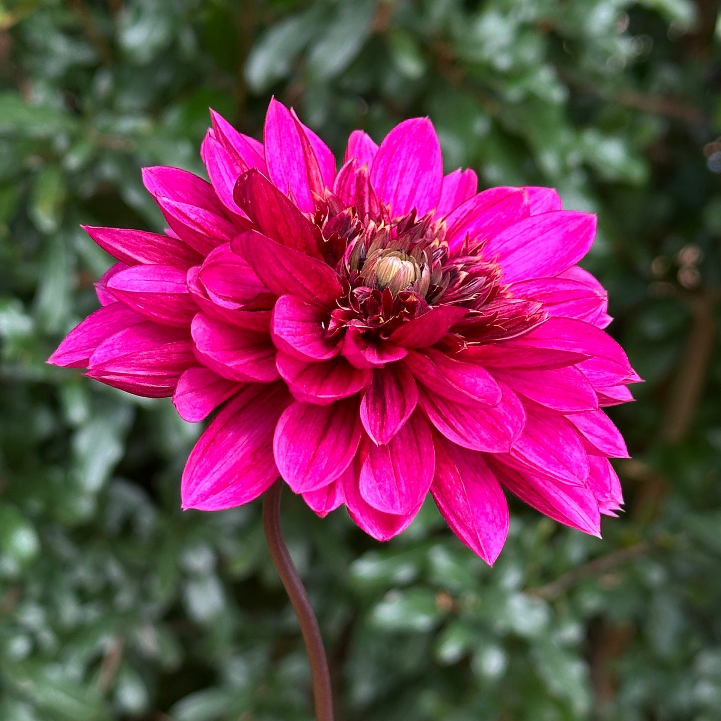 Purple Haze Dahlia Tuber