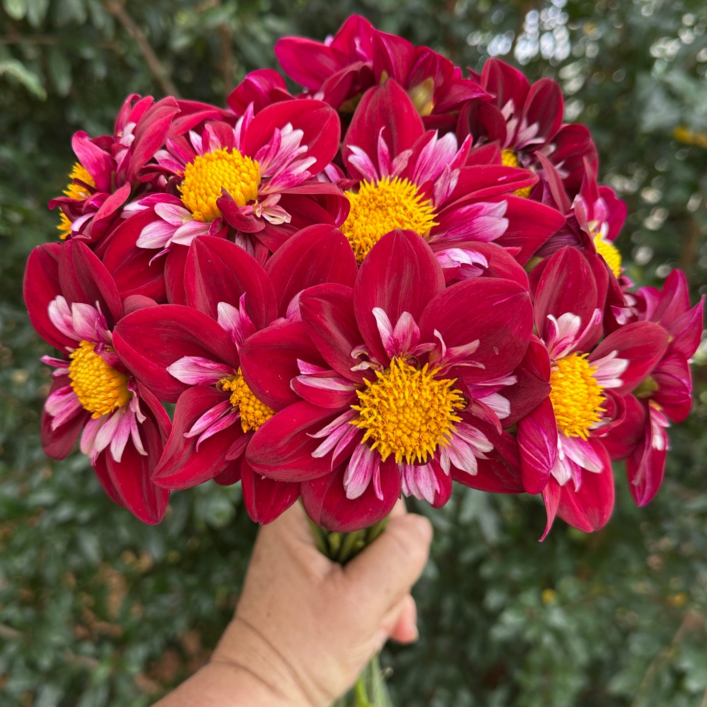Joyful Investment Dahlia Tuber