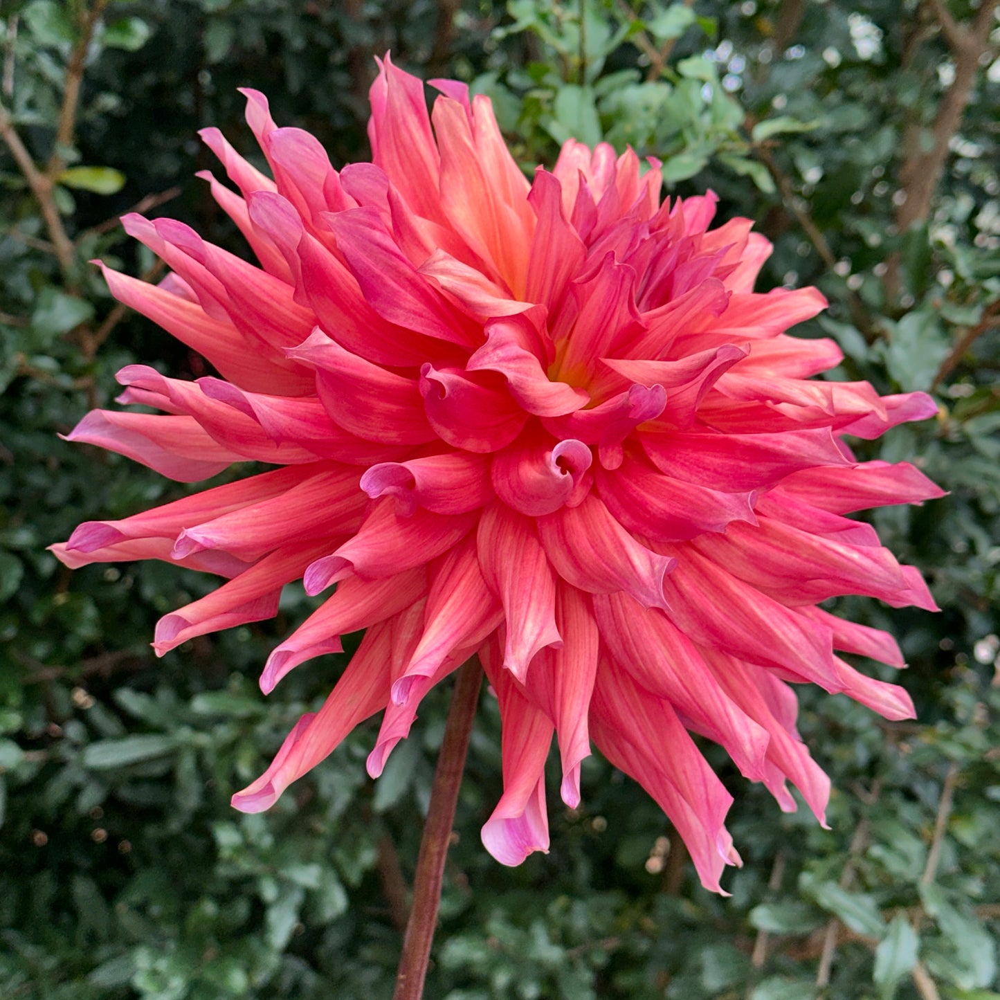 Belle of Barmera Dahlia Tuber