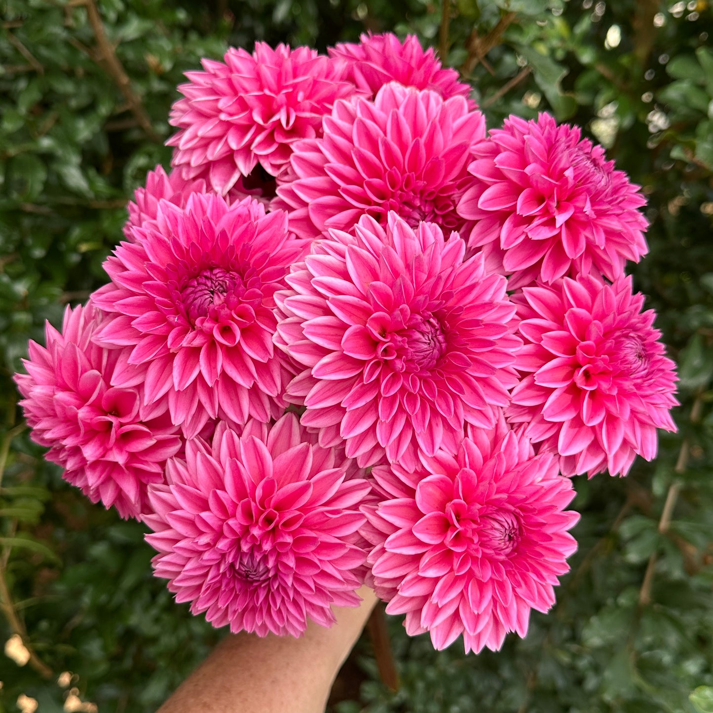 Sandra AKA Pink Sylvia Dahlia Tuber