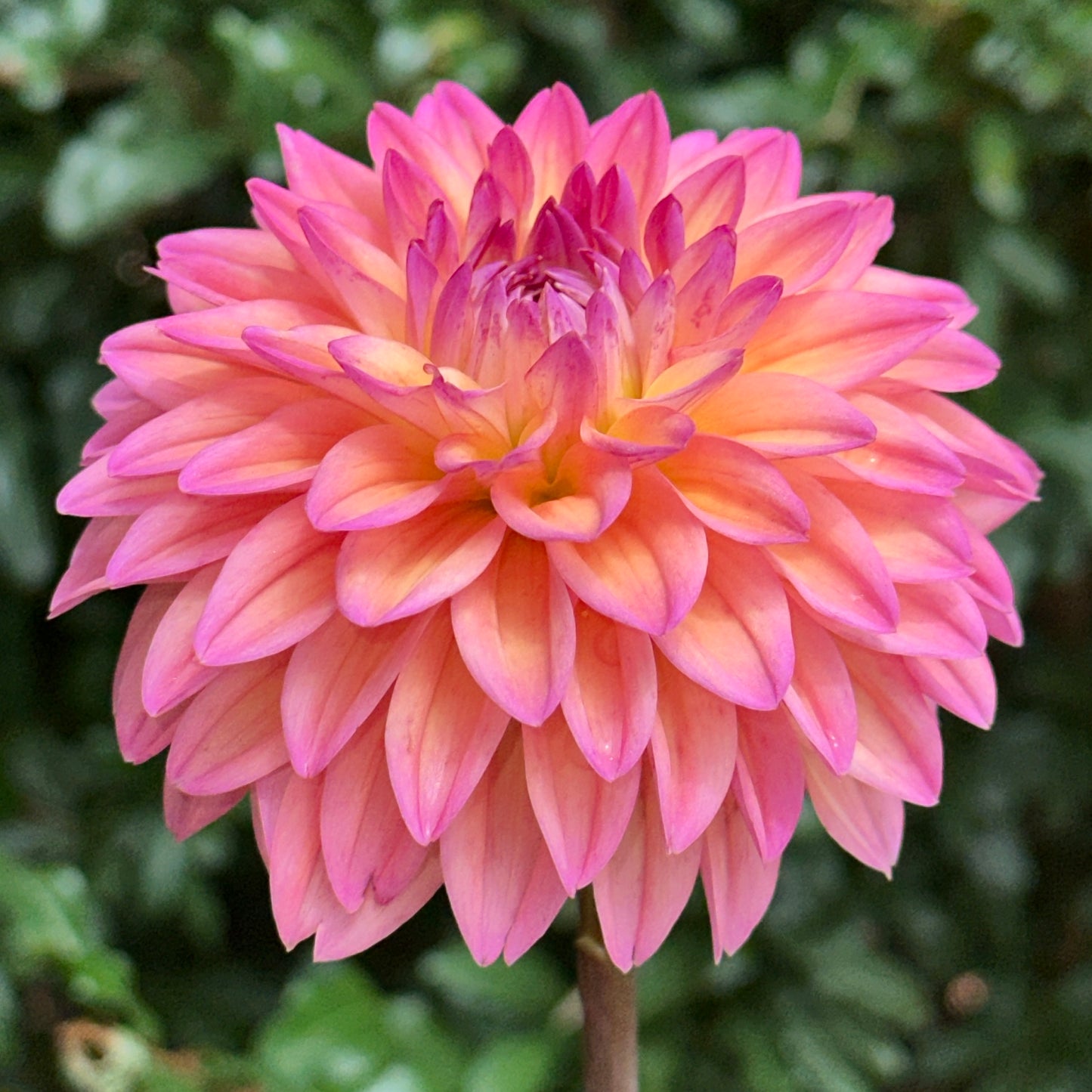 Mondriaan Dahlia Tuber