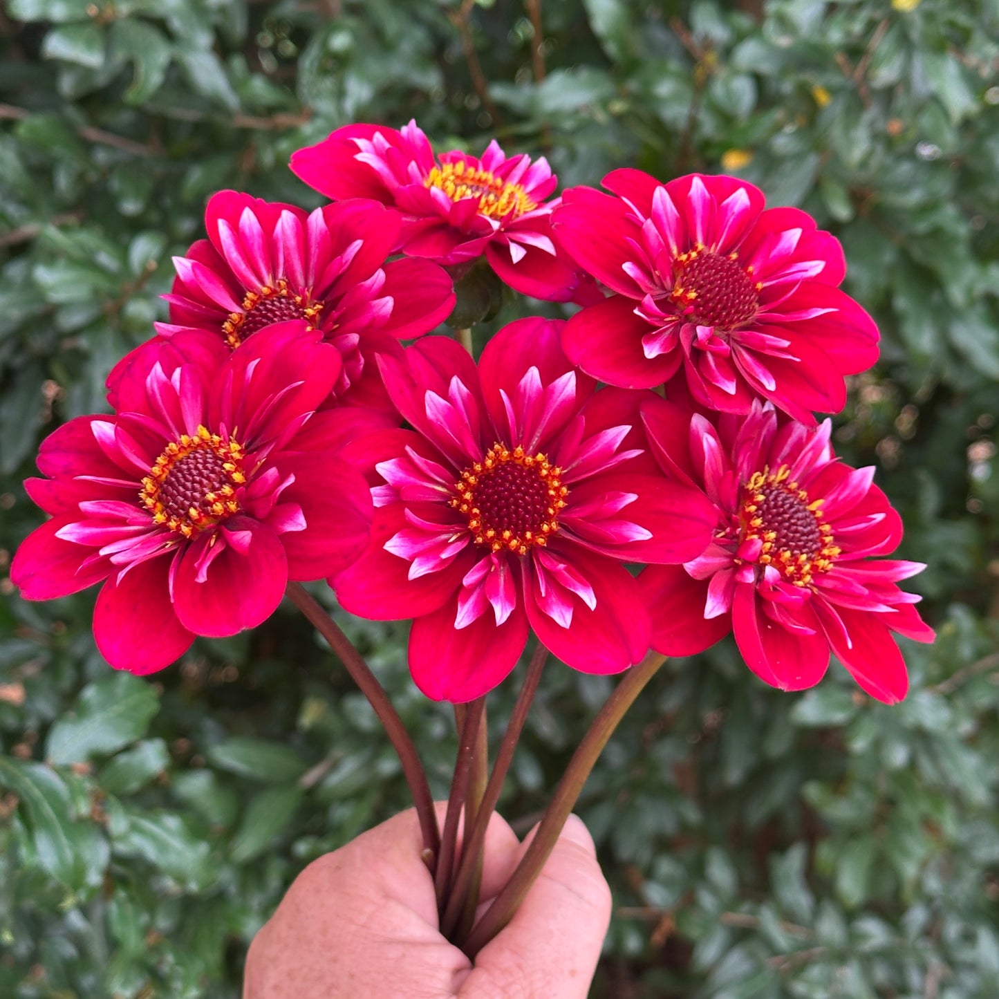 Hootenanny Dahlia Tuber