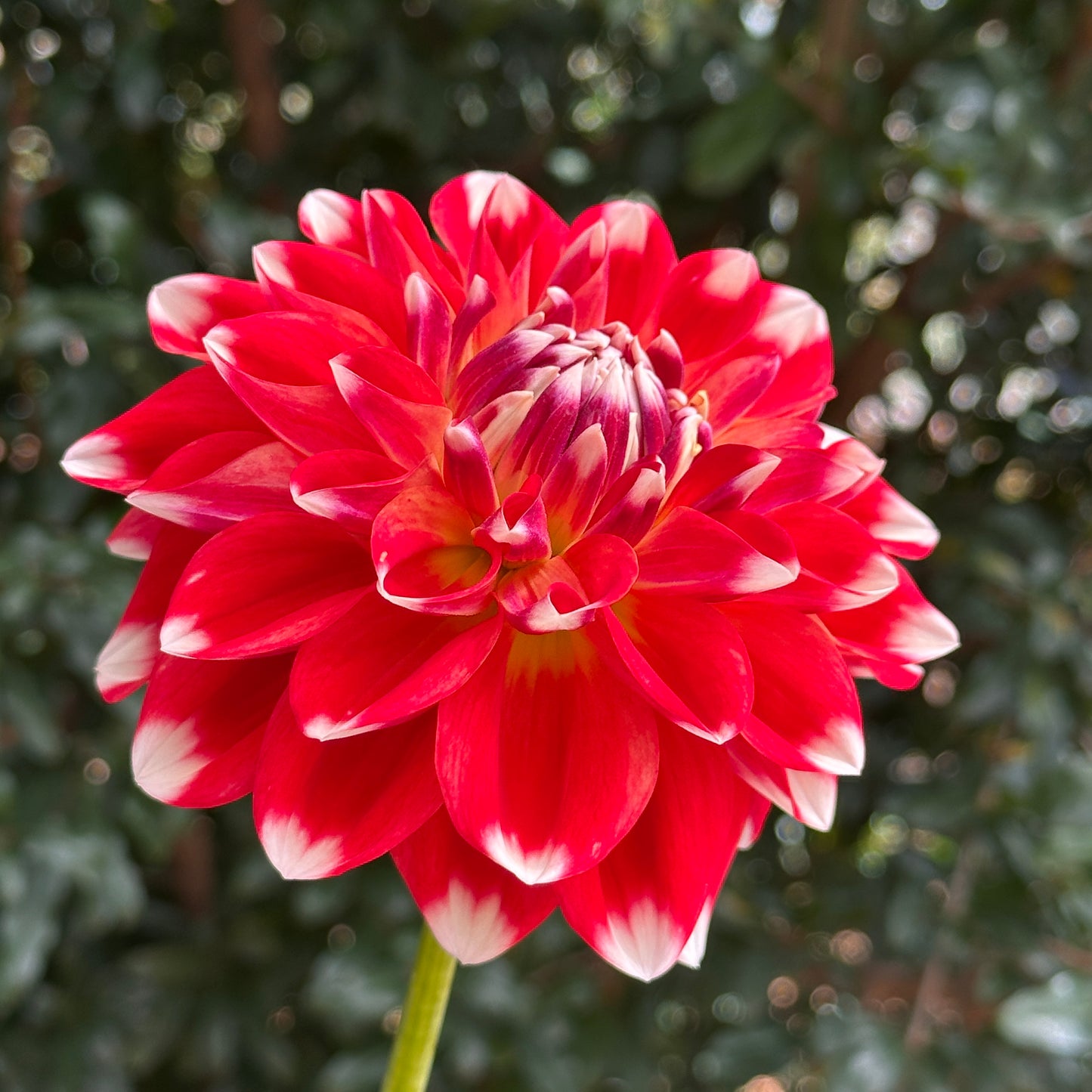 Hapet Celebration Dahlia Tuber