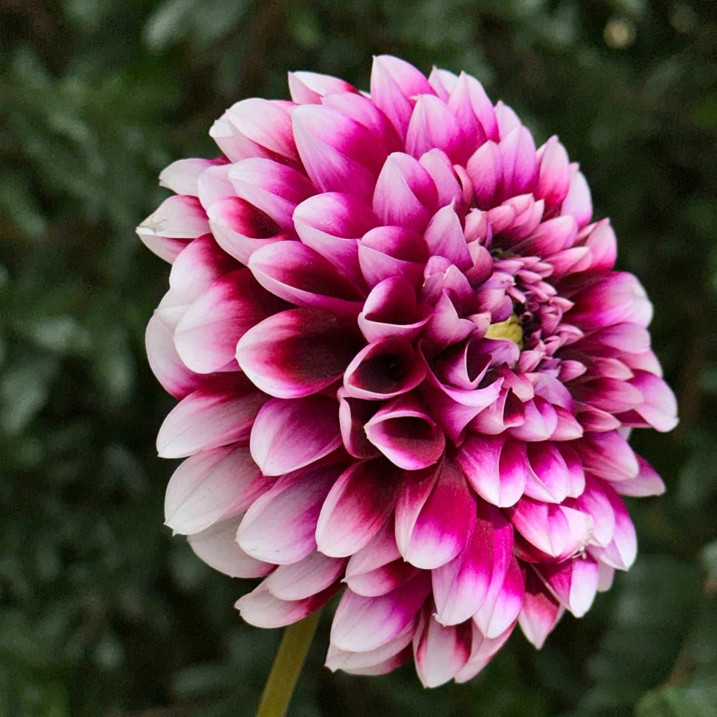 Edinburgh Dahlia Tuber