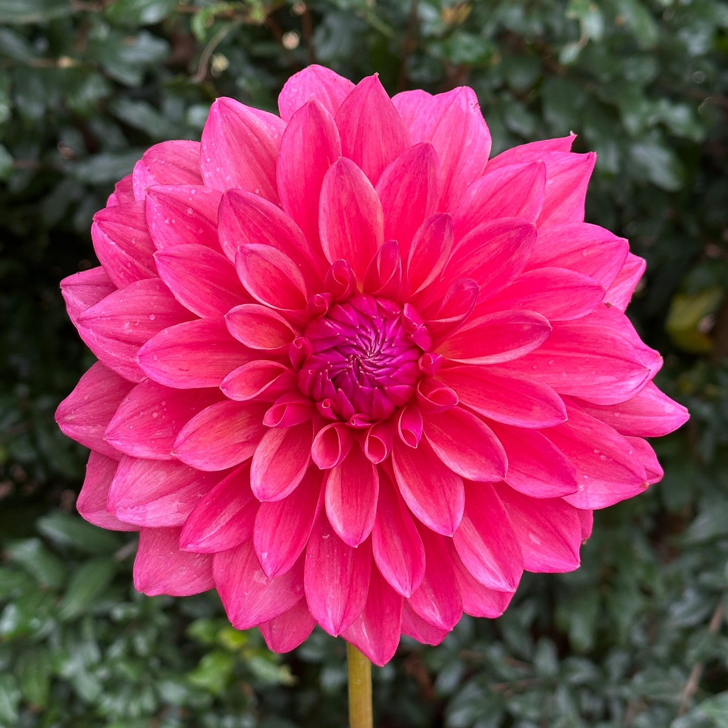 Scaur Swinton Dahlia (Limit 1 p.p)
