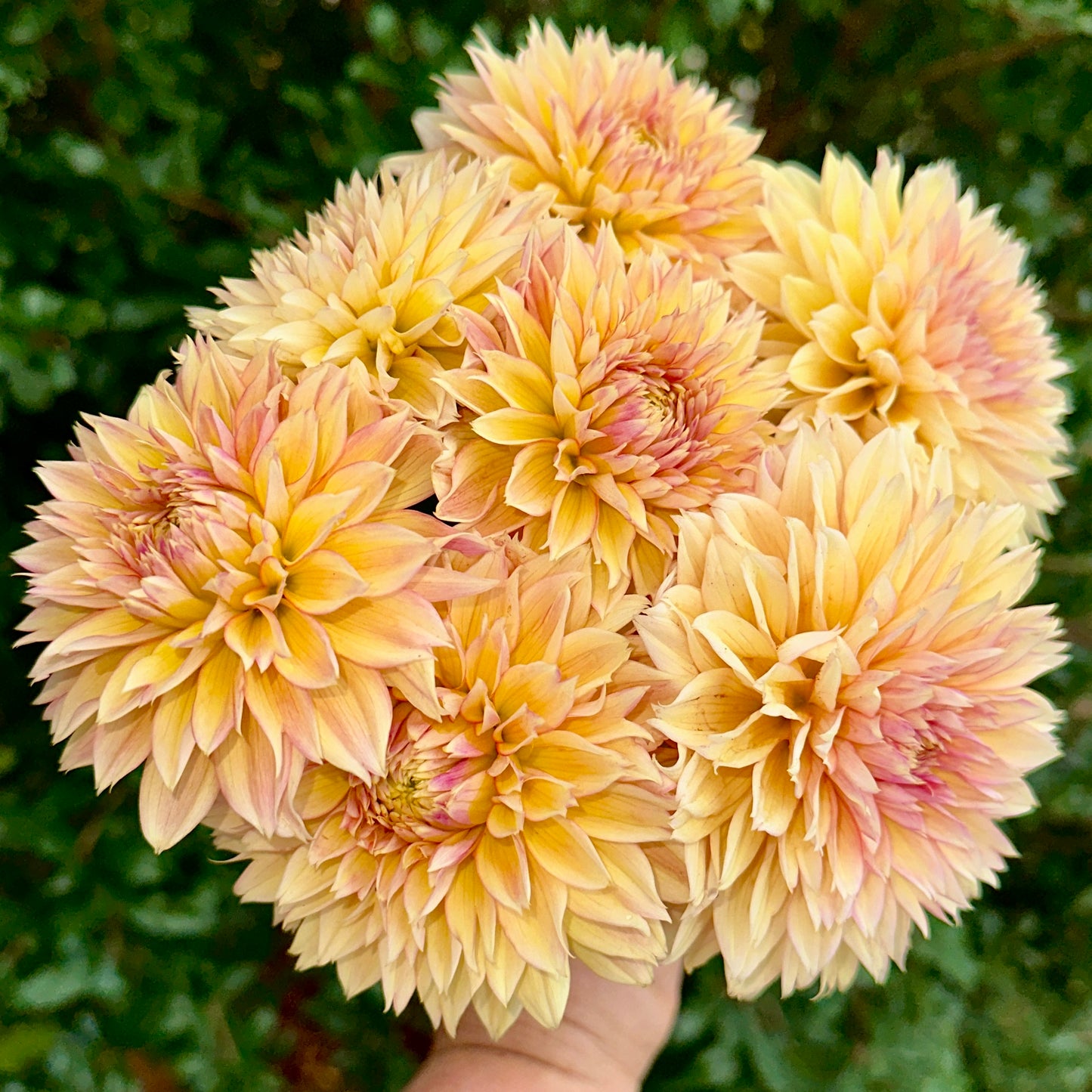 Kick Off Dahlia Tuber