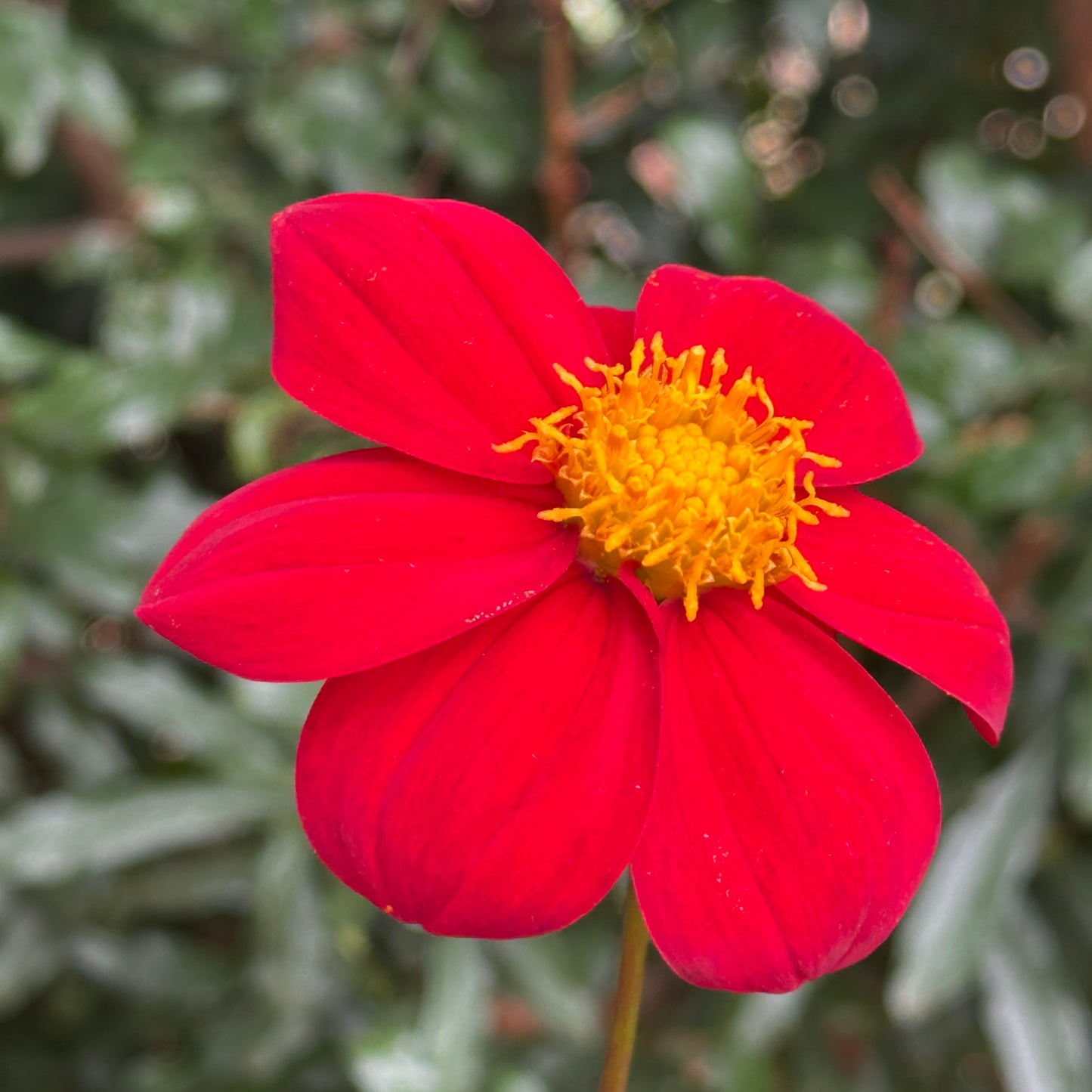 Topmix Red Dahlia Tuber