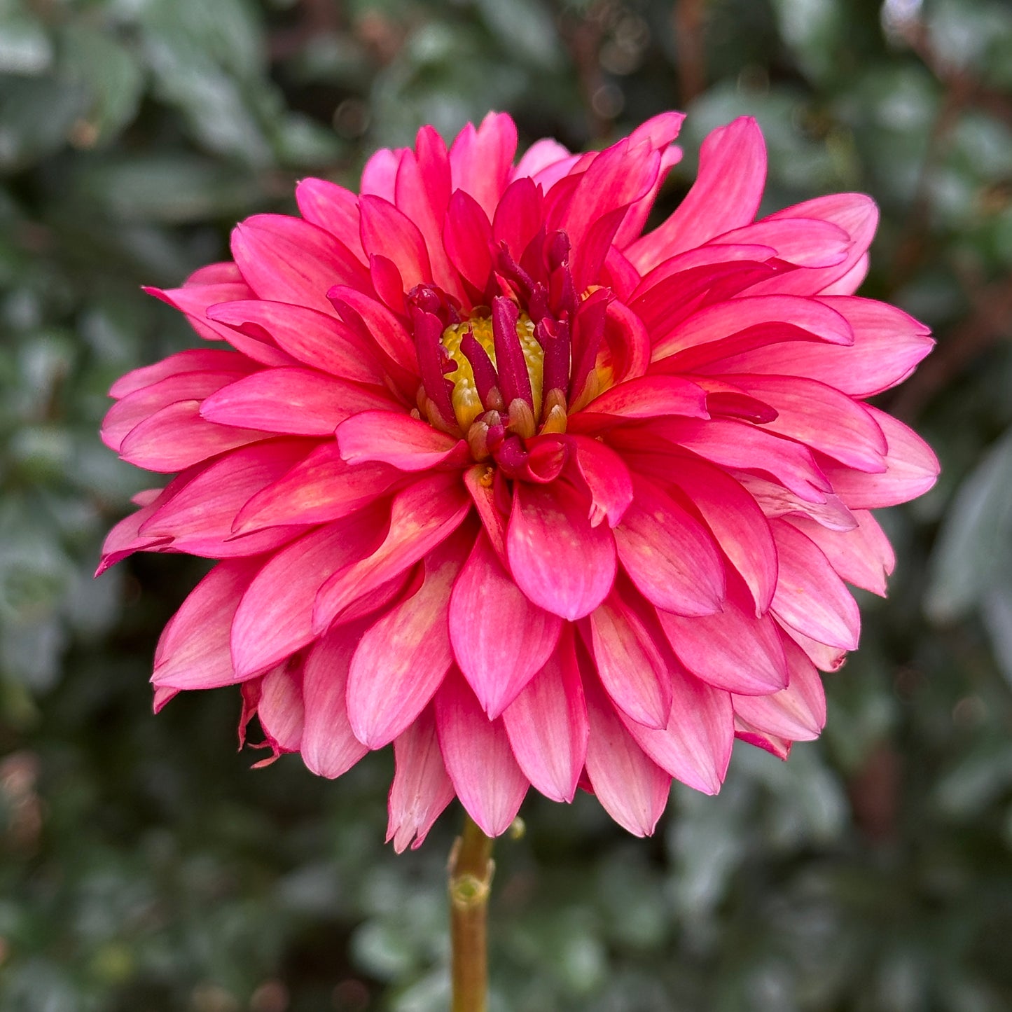 Gallery Rock and Roll Dahlia Tuber