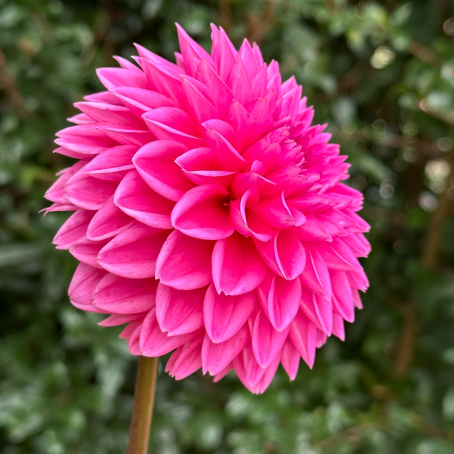 Sandra AKA Pink Sylvia Dahlia Tuber