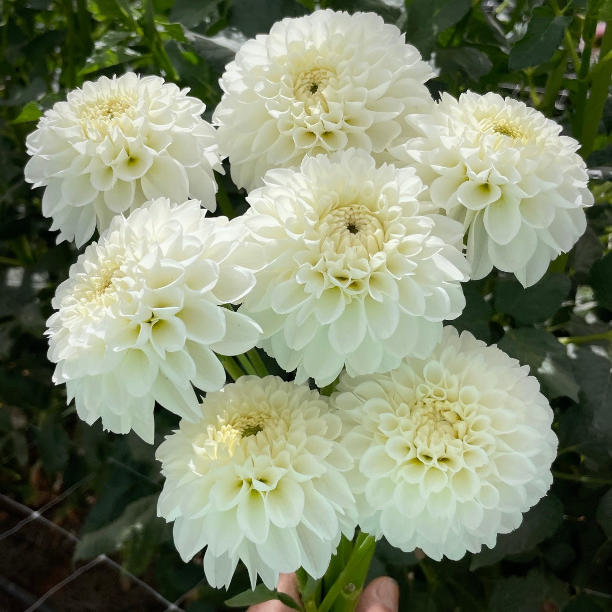 Bazuin Snow White Dahlia Tuber