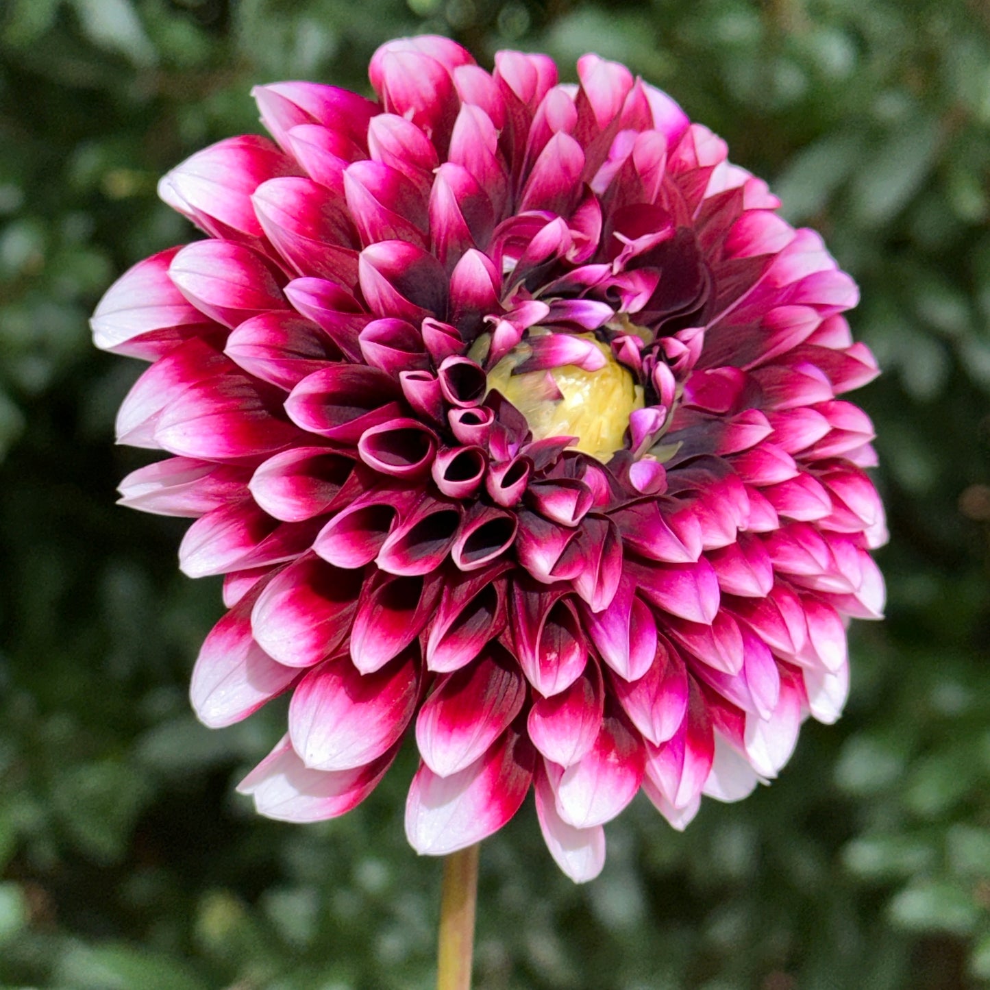 Edinburgh Dahlia Tuber