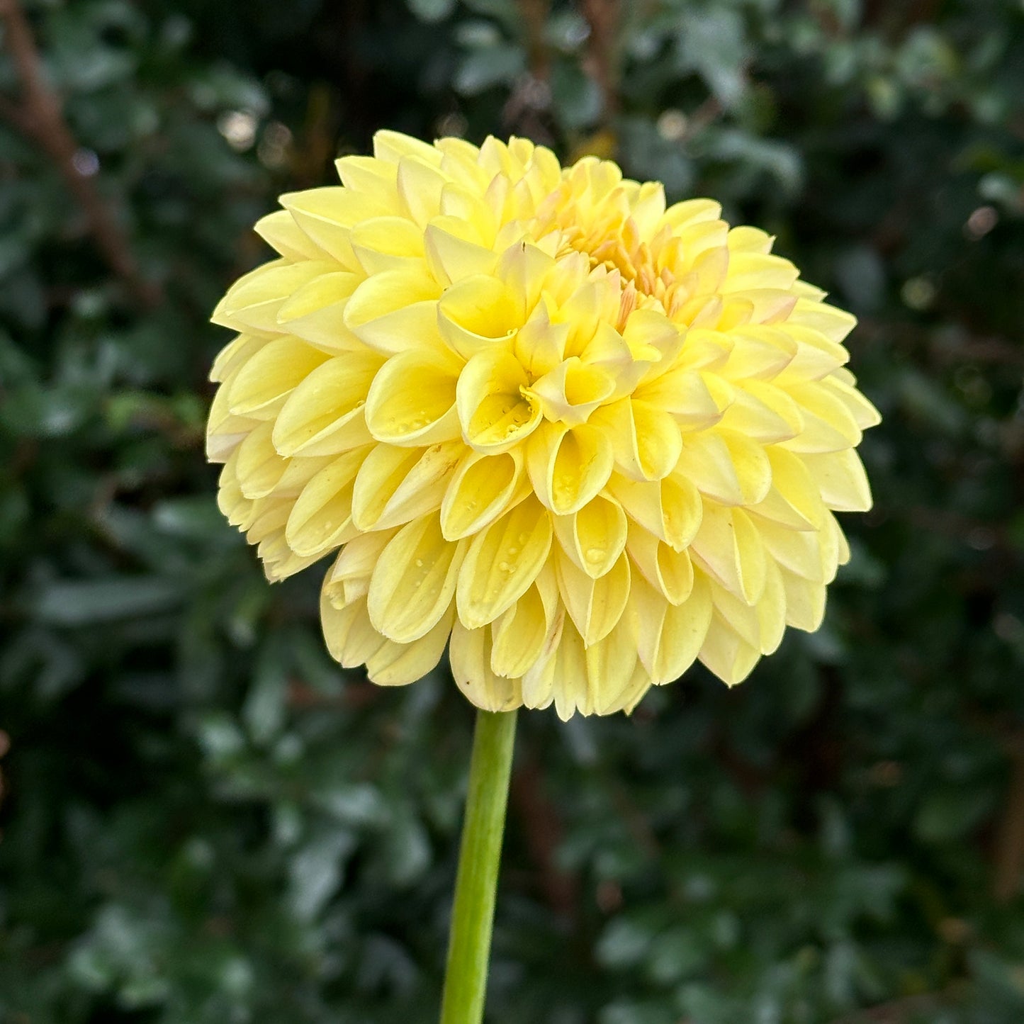 Golden Eye Dahlia Tuber