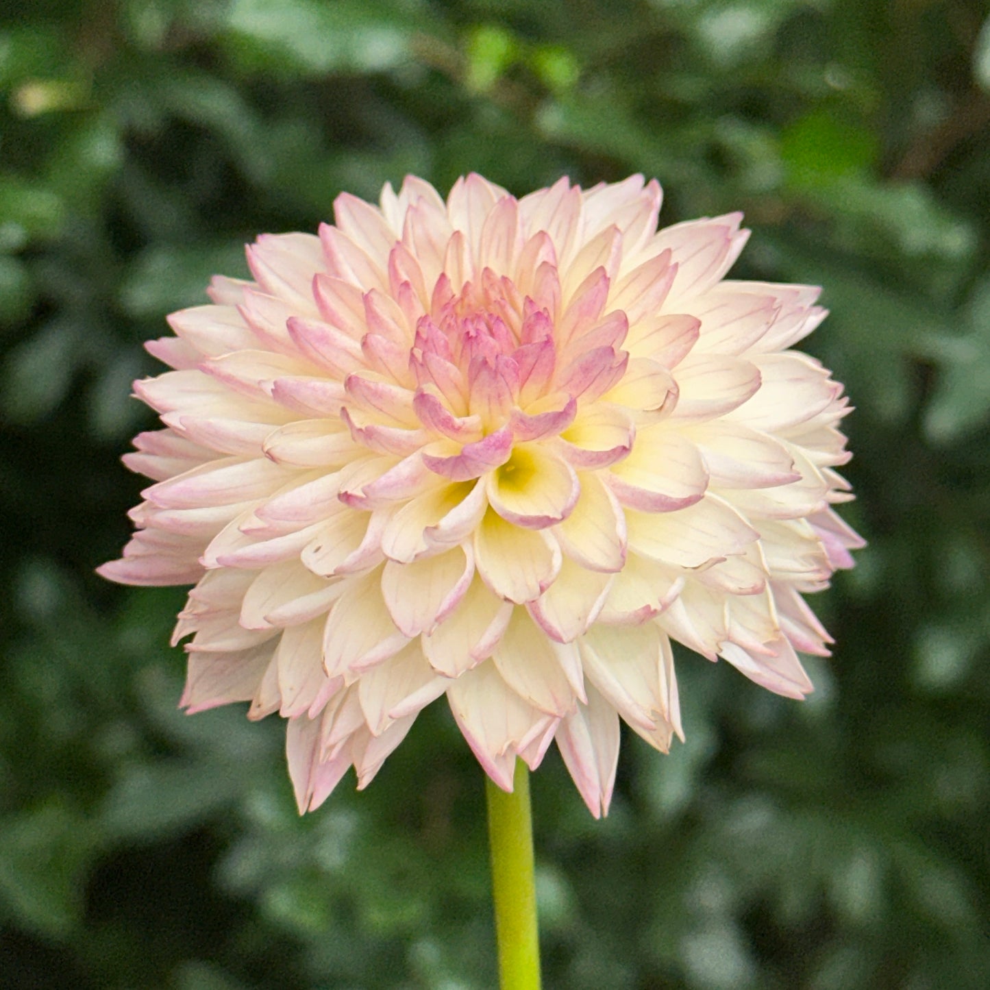 Valley Porcupine Dahlia (Limit 1 p.p)
