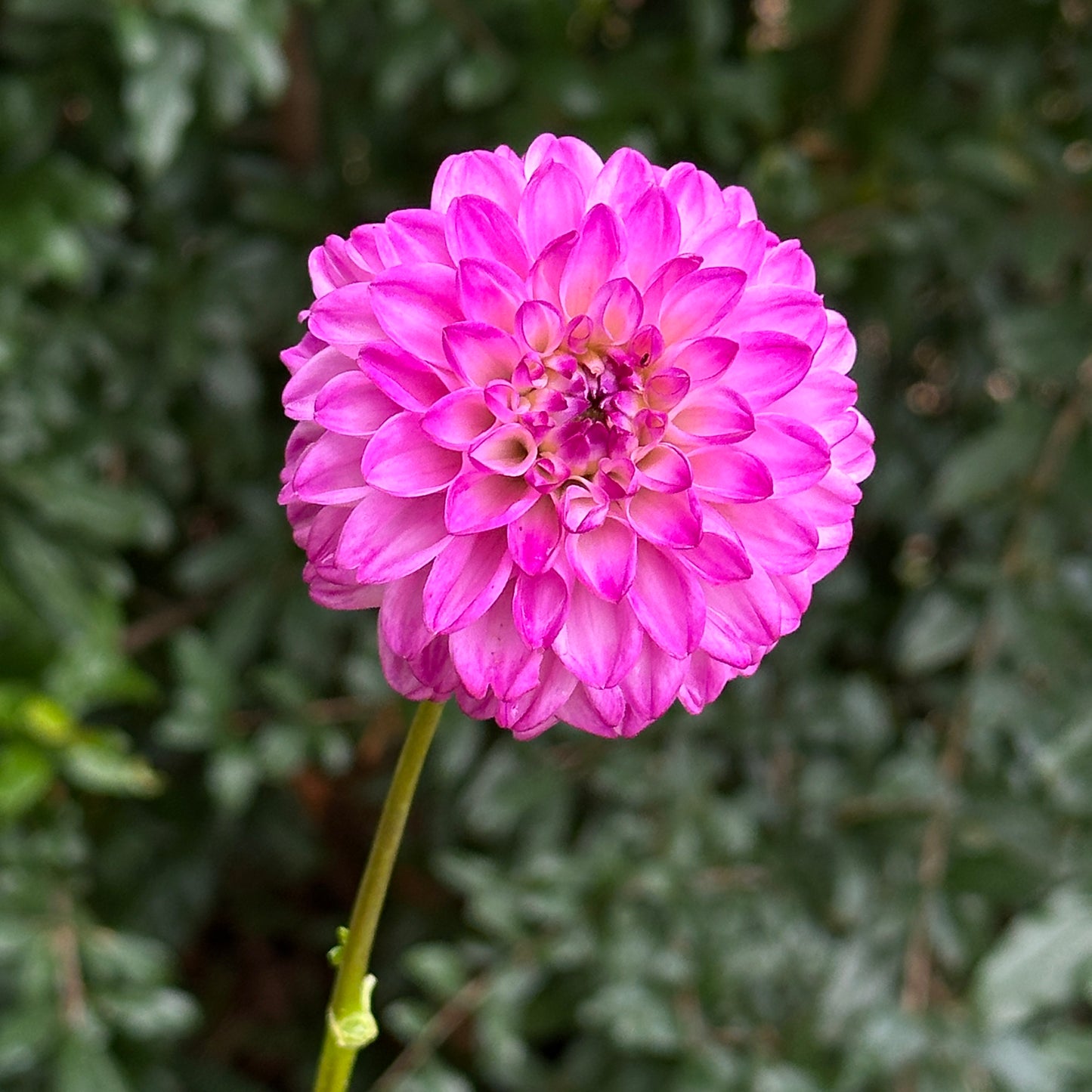 Genova Dahlia Tuber