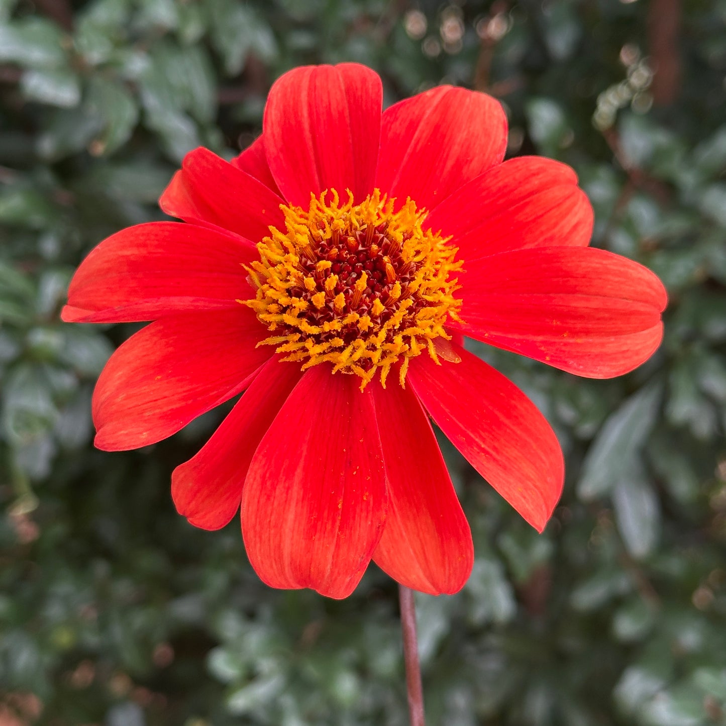 Bishop's of C Dahlia Tuber