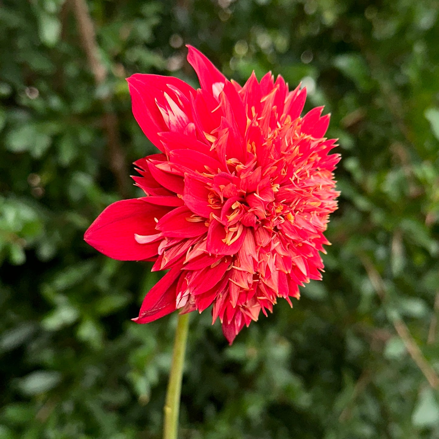 Speech Dahlia Tuber