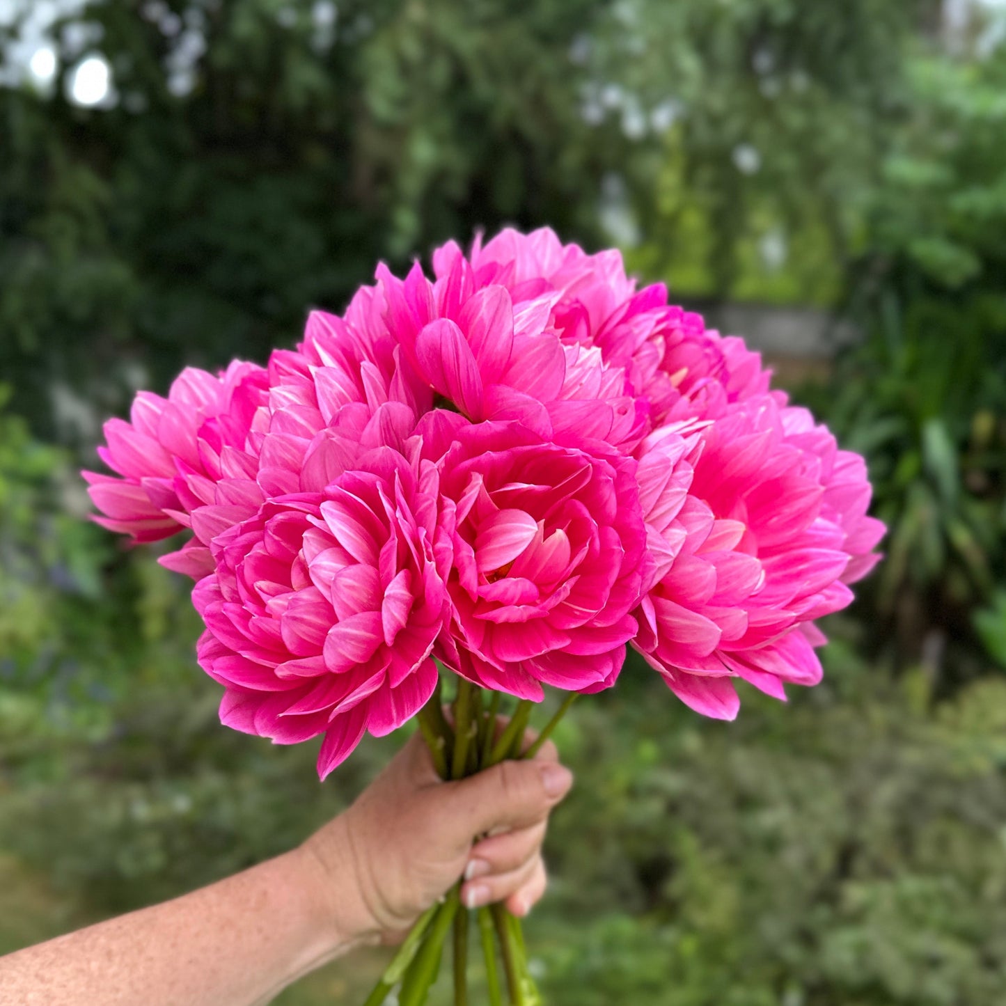 Hollyhill Pink Martini Dahlia (Limit 1 p.p)